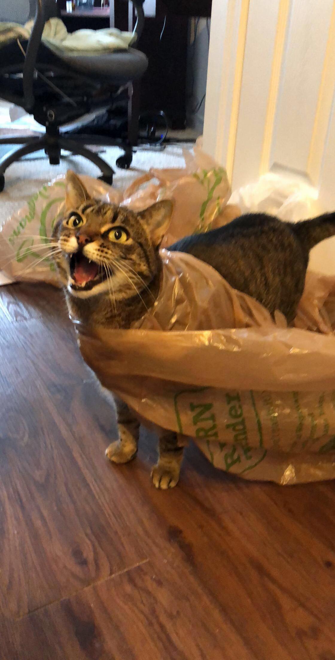 Somebody Got Stuck in a Bag...