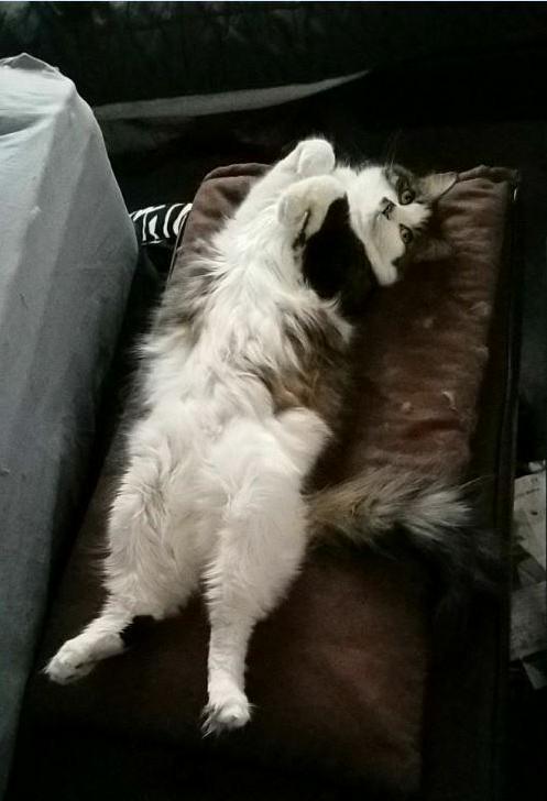 Somebody Likes Her New Bed!