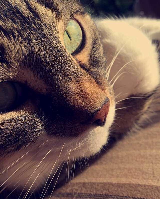 Sophie in the Sun