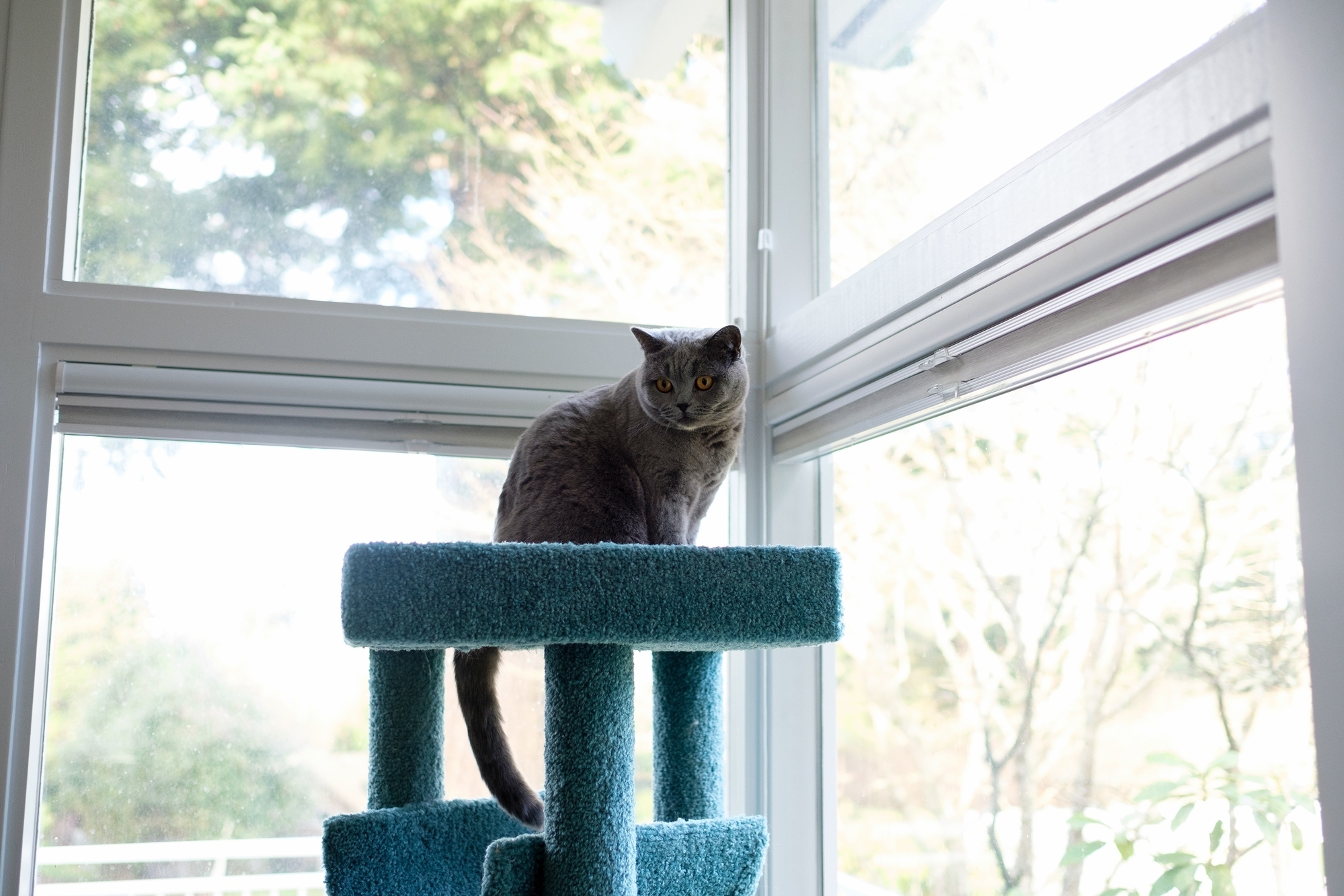 Stella on Top of Her Cat Tree