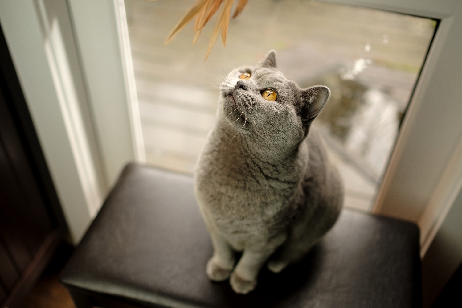 Stella Watching a Toy