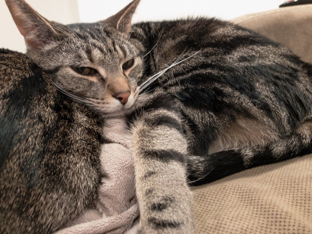 Step 1 Butt Pillow. Step 2 Take Over the World