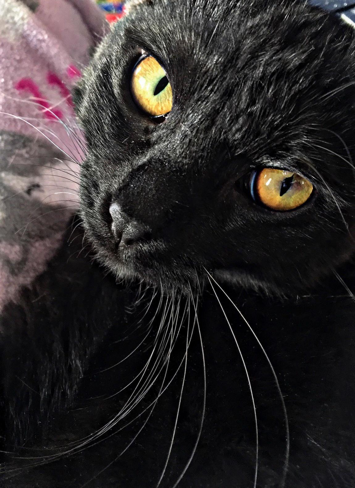 Stormageddon, Dark Lady of All Approves of This Sub