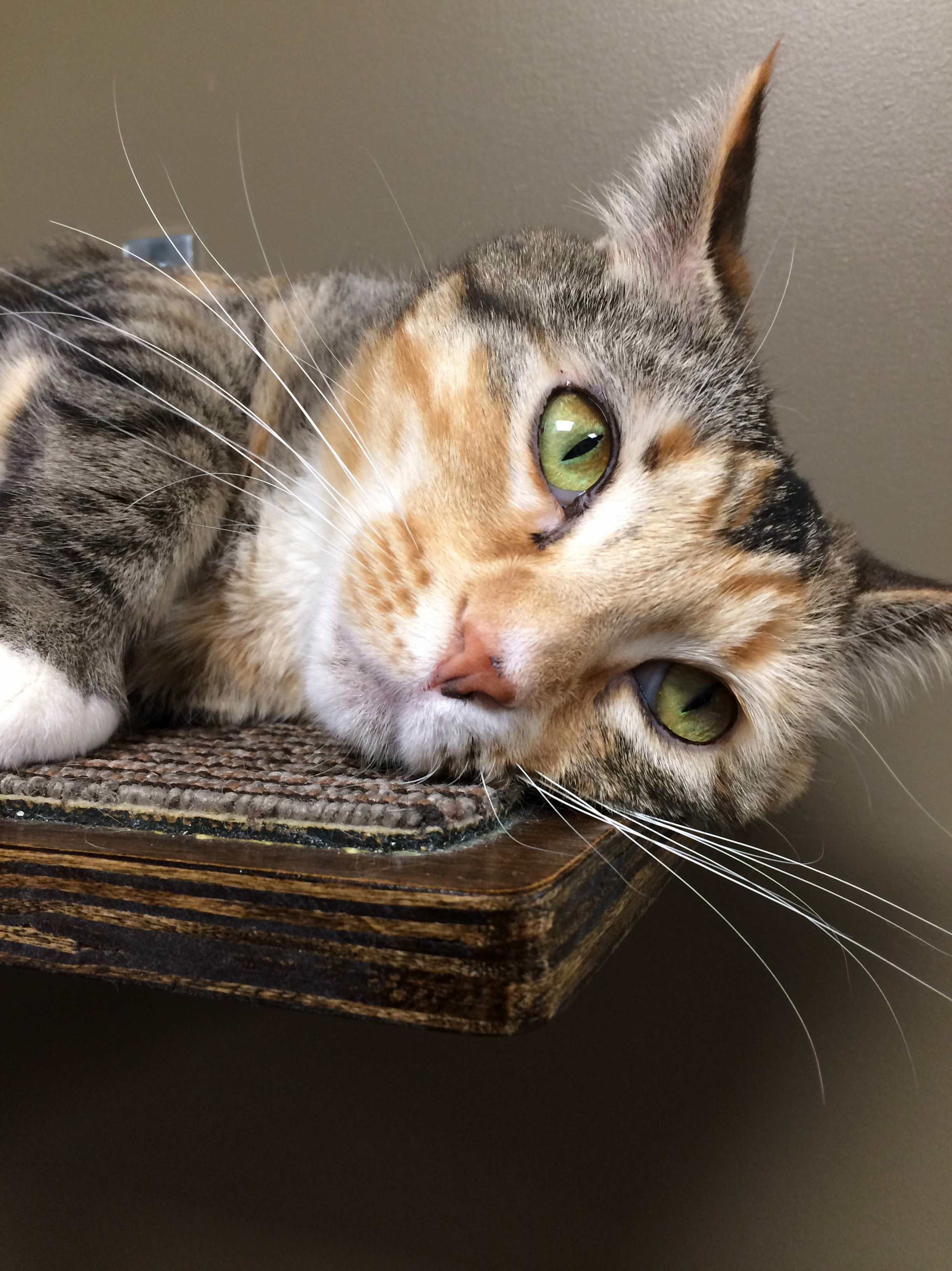 Sweet Girl from a Cat Cafe Near Me. All Their Cats Come from the Spca and Theyve Adopted Out Over 30 Since the Beginning of January!