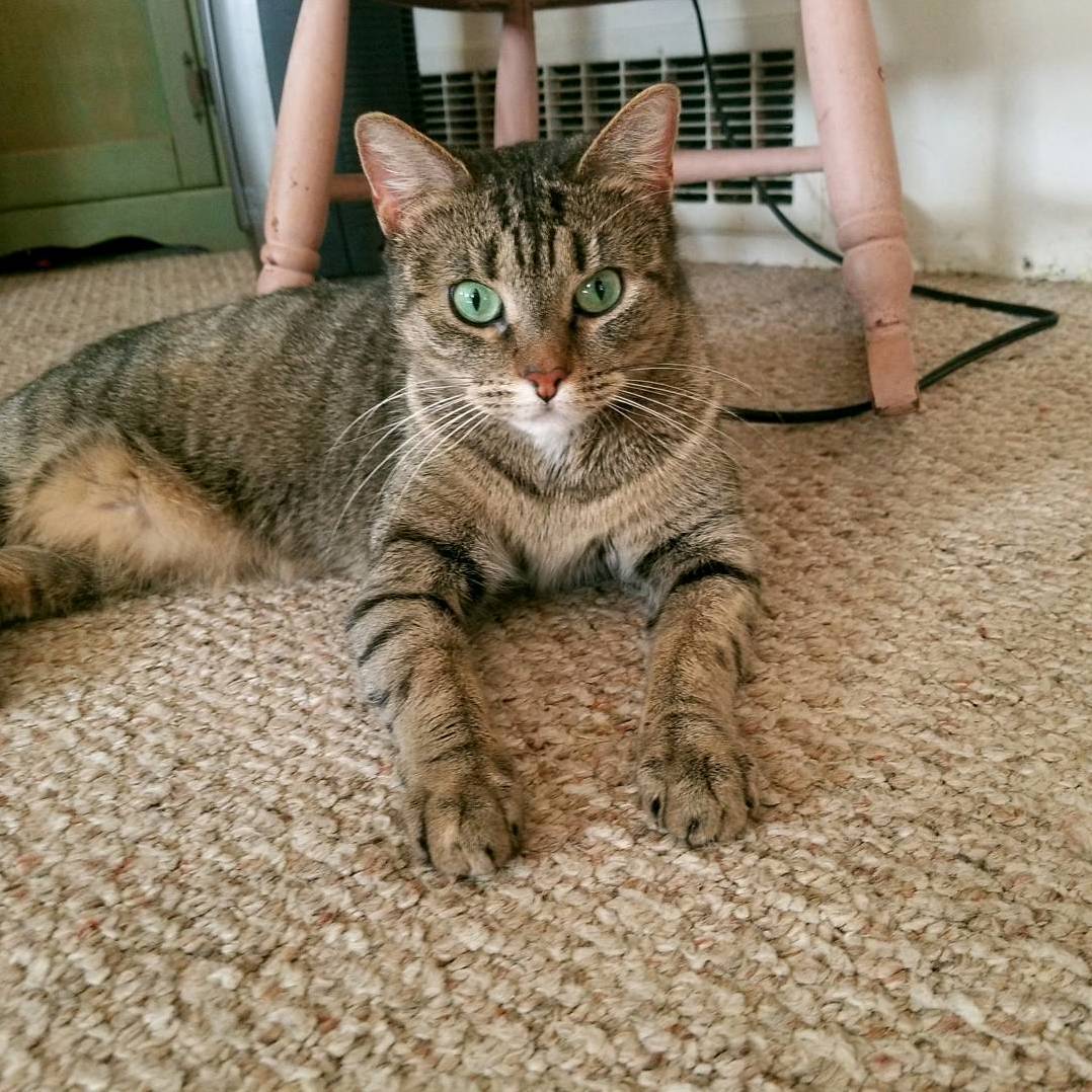Tabby and Her Beautiful Eyes
