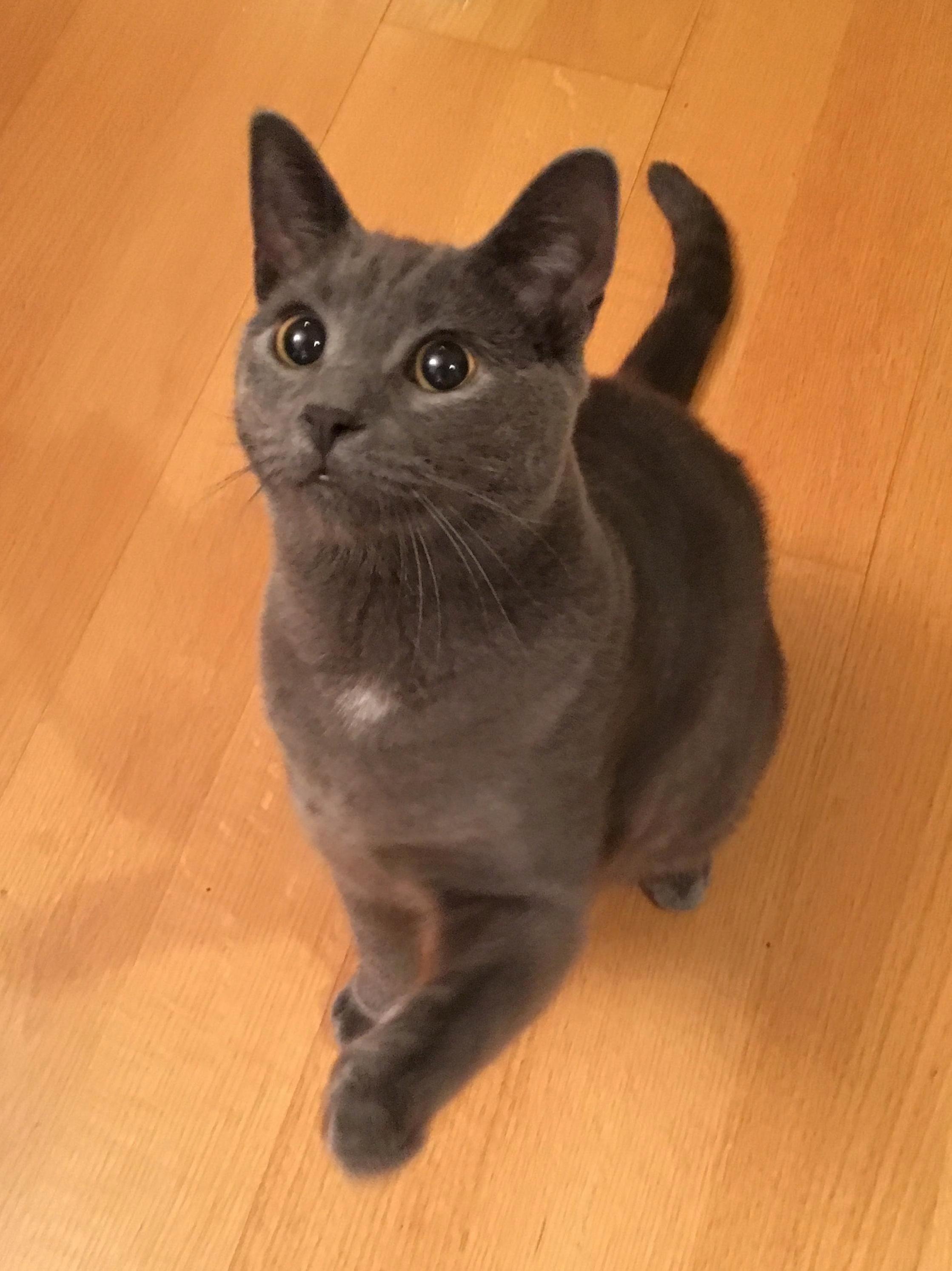 Taught Him to Shake, Now He Does This When He Wants Something