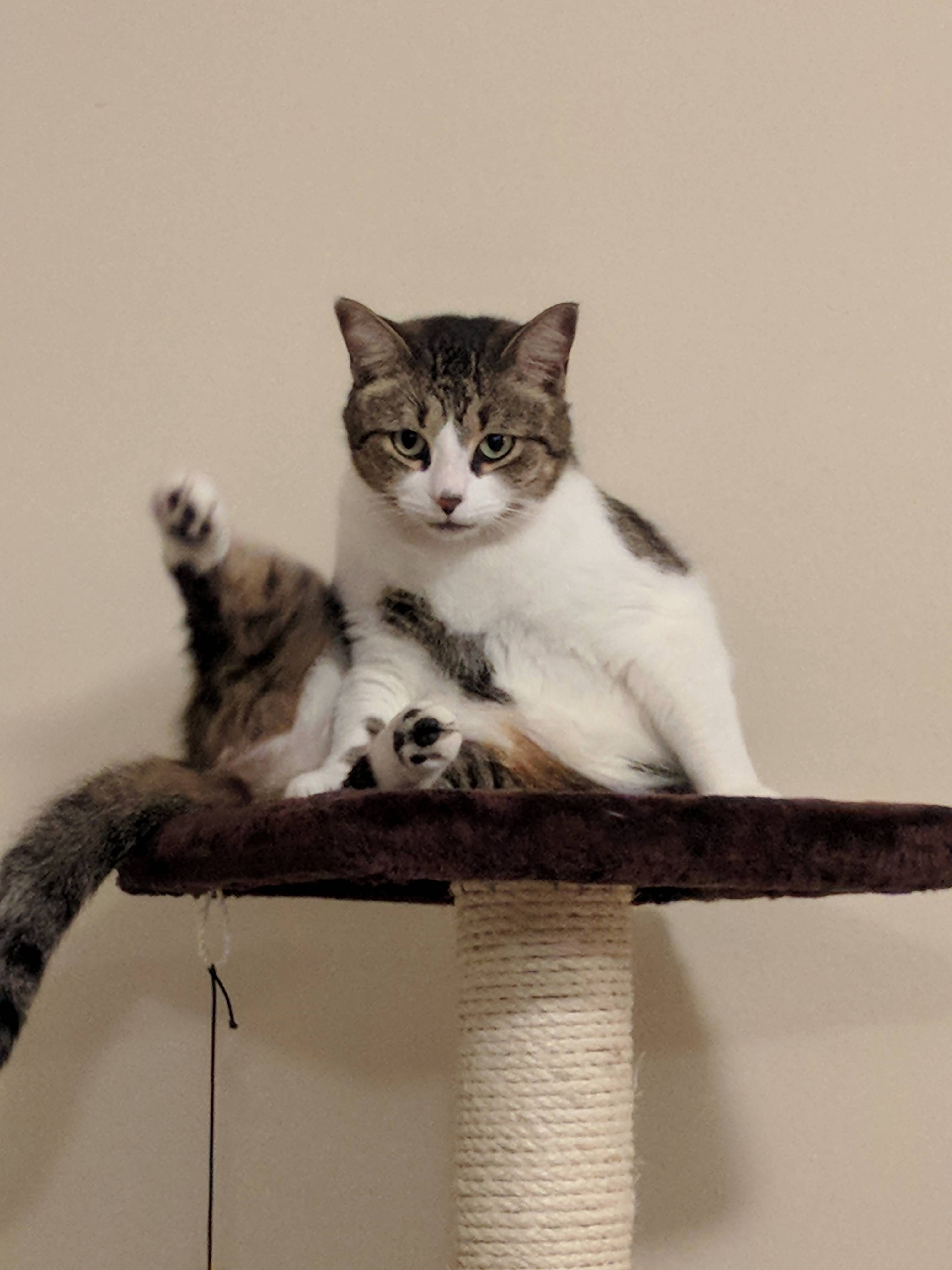 The Face of a Cat Who Was Caught Licking Himself Again
