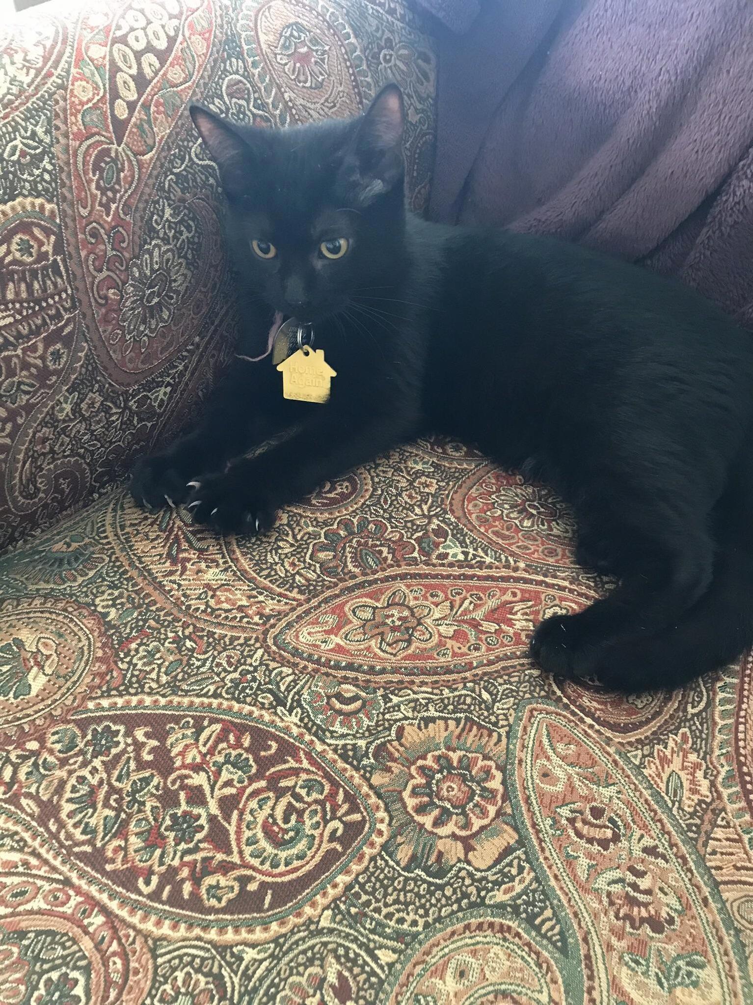 The First Thing She Did When I Brought Her Home Is Steal My Favorite Seat