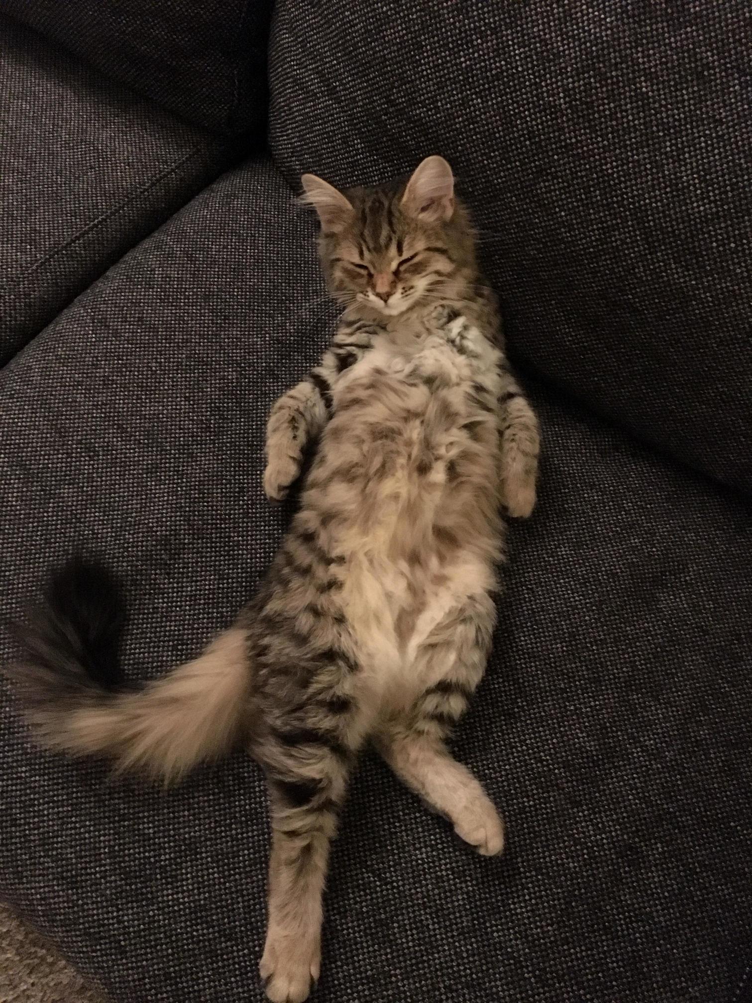 The Fluffy Tummy Trap Is Set!
