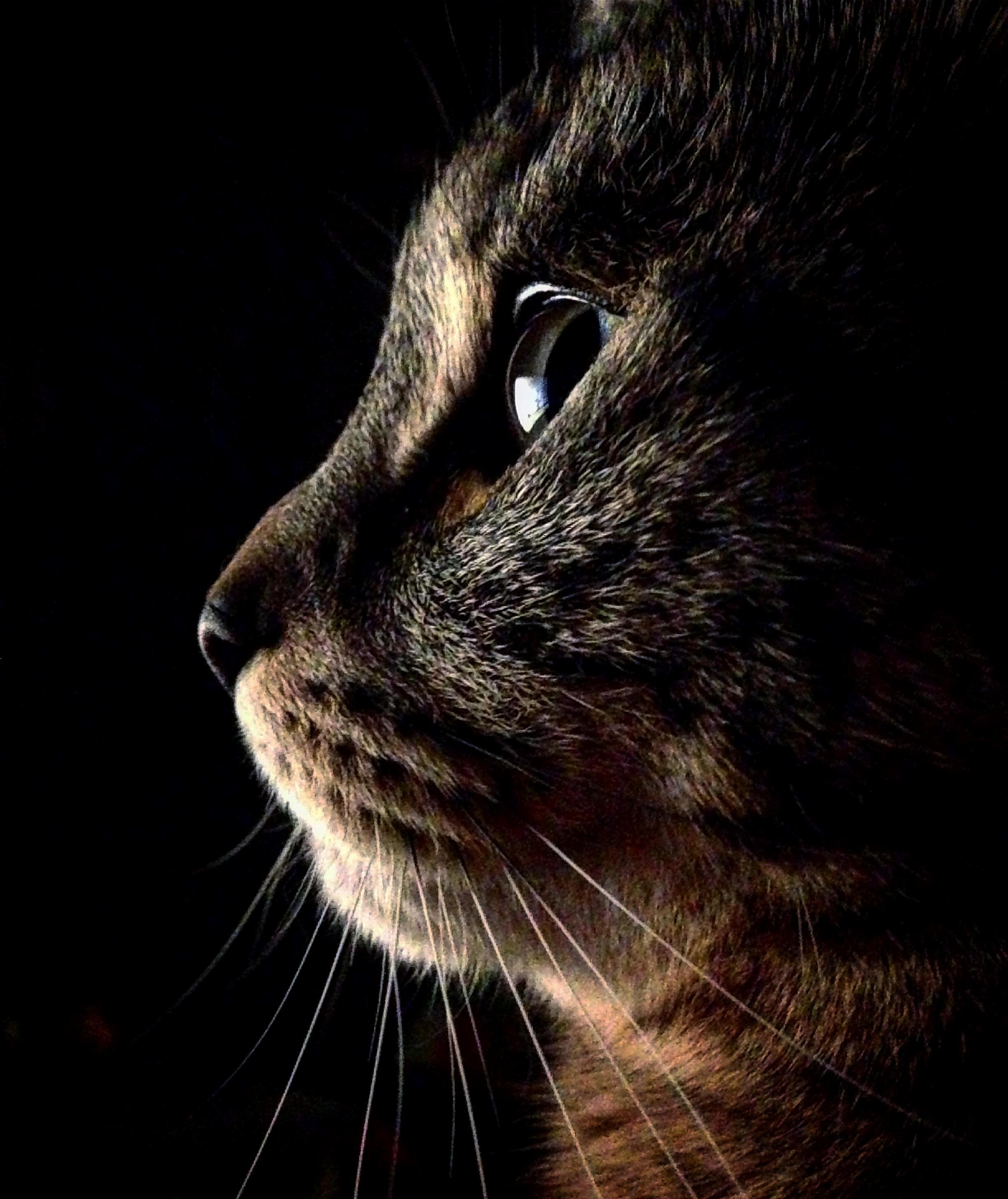 The Mouse Cursor Keeps Her Engaged for Hours.