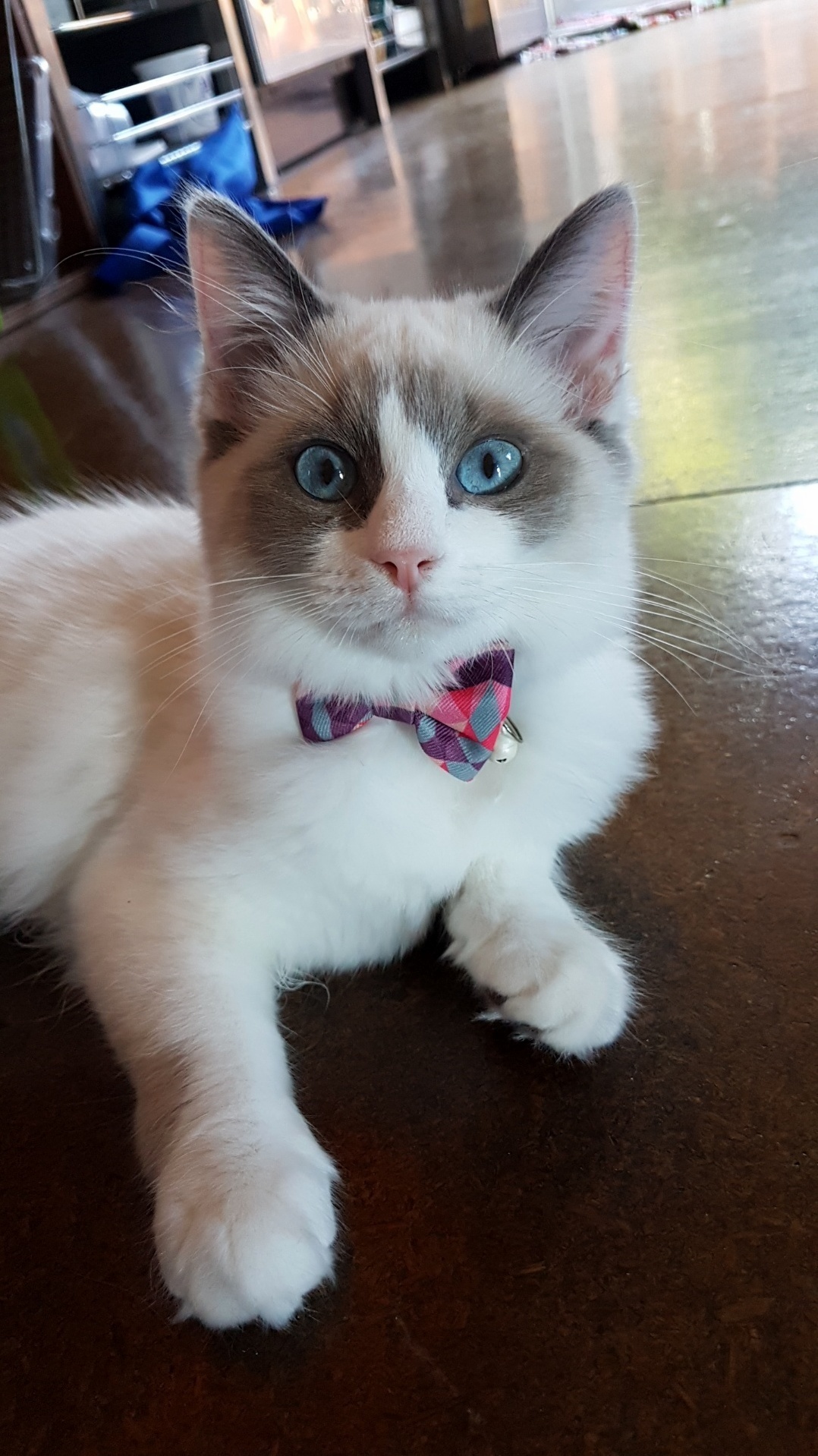 The Newest Addition to Our Family - Magdalene (Maggie)