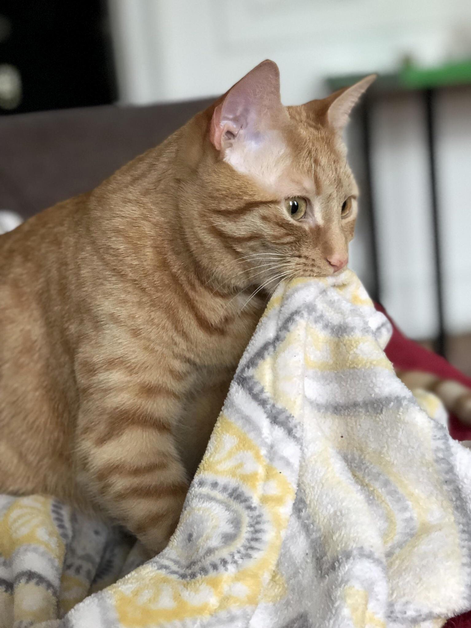 The Only Cat Ive Ever Had That Sucks Blankets While She Kneads. She Will Do It for About 15 Minutes Until Sleepy.