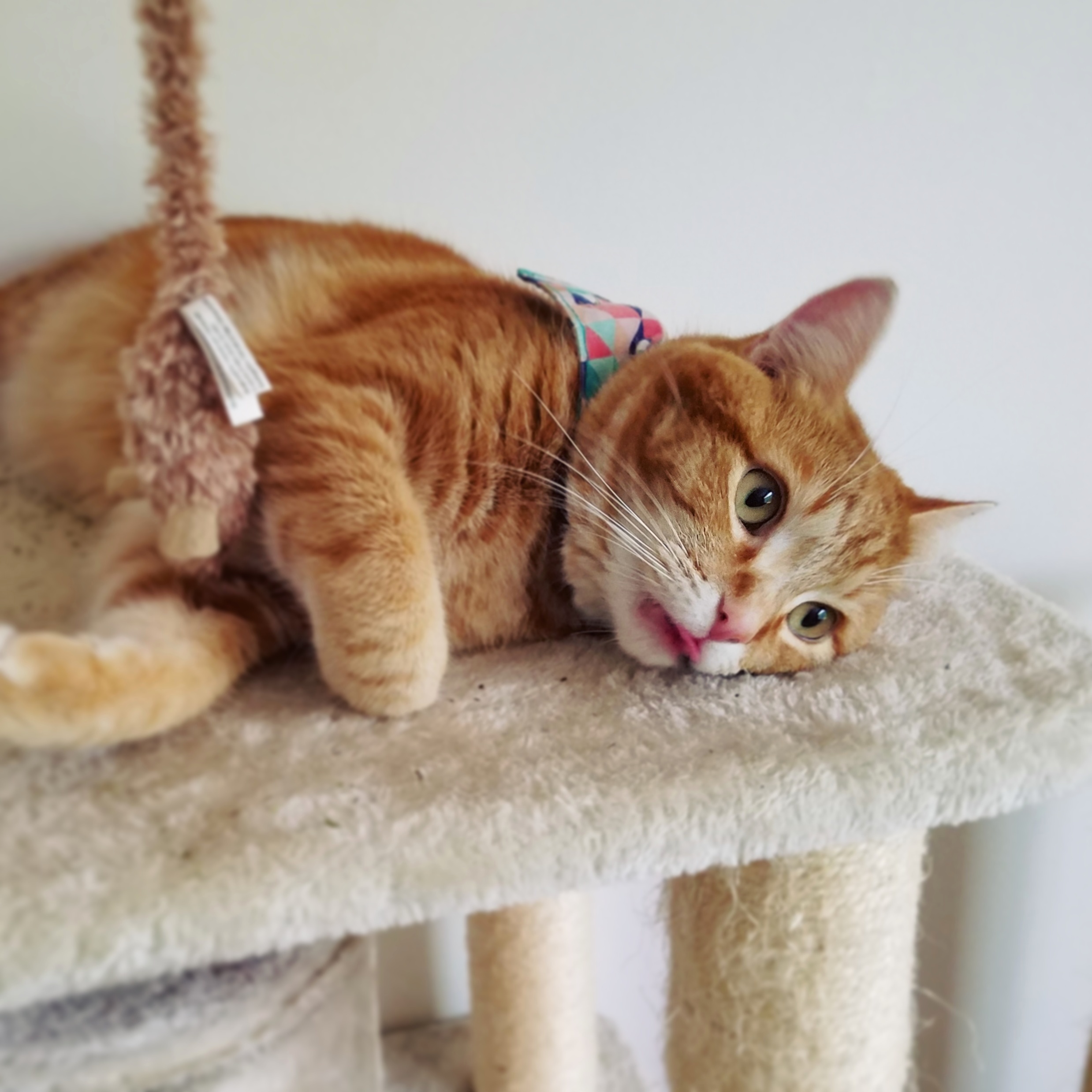 The Post Catnip Crash