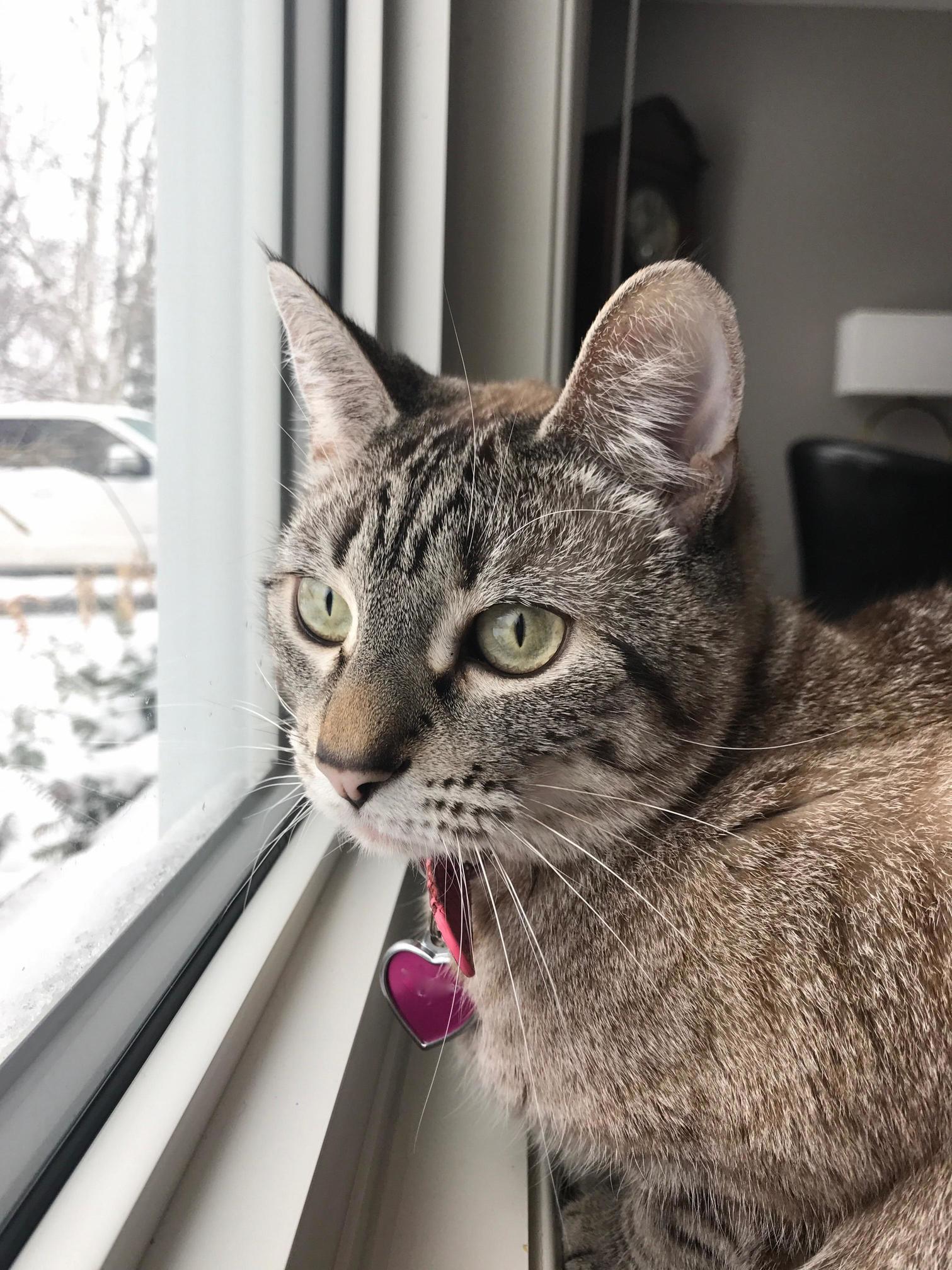 The Squirrels Are Very Interesting to Coco