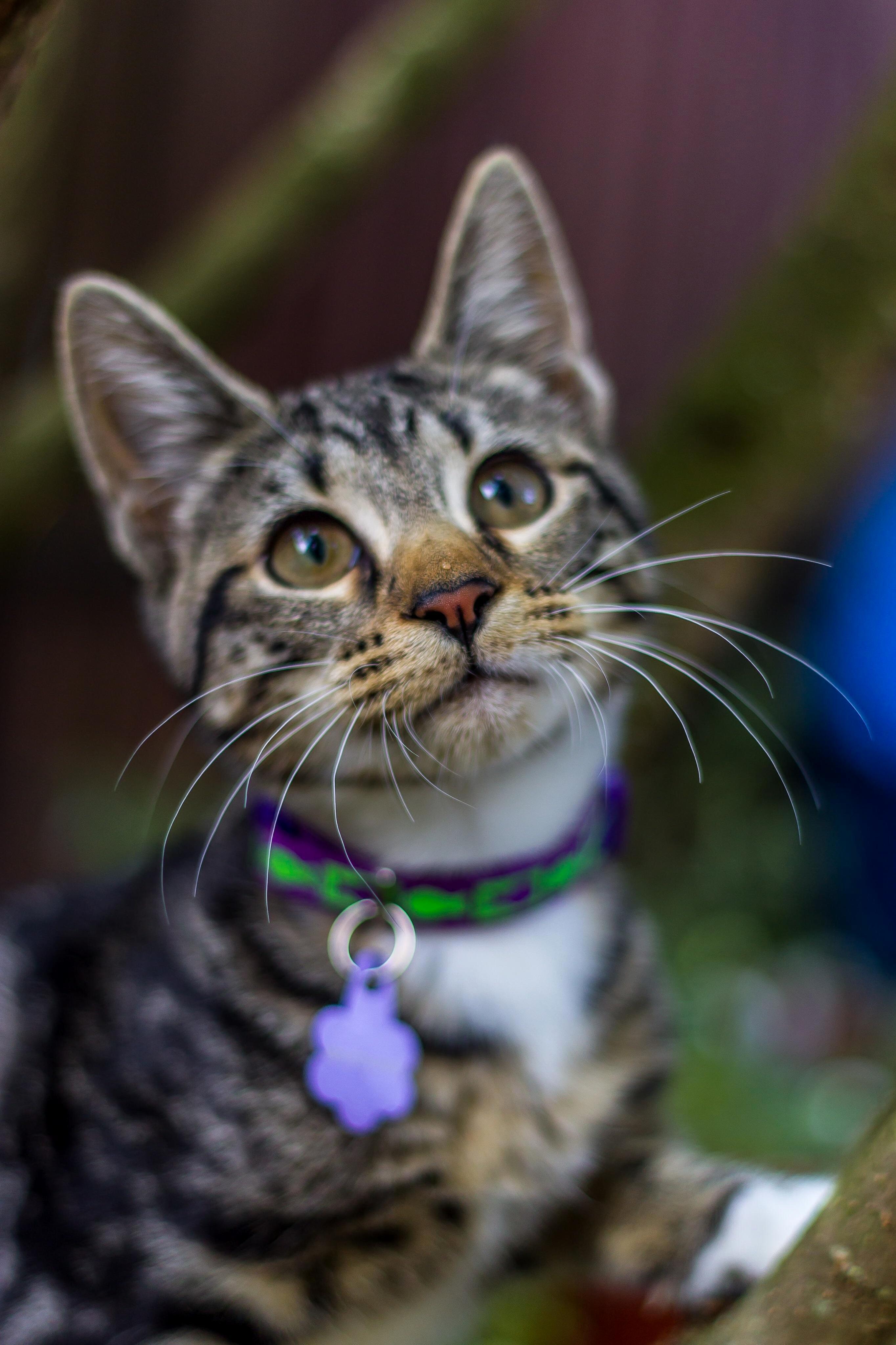 The Tiny Terror and Her Outdoor Adventure