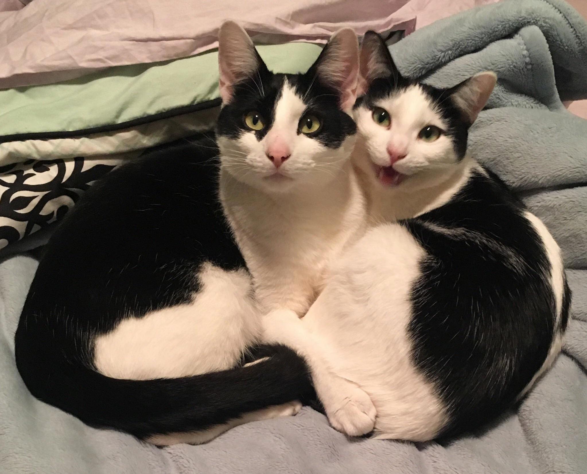 These Are Ma Cats. Inseparable Siblings Nym (M) and Theodor (F).