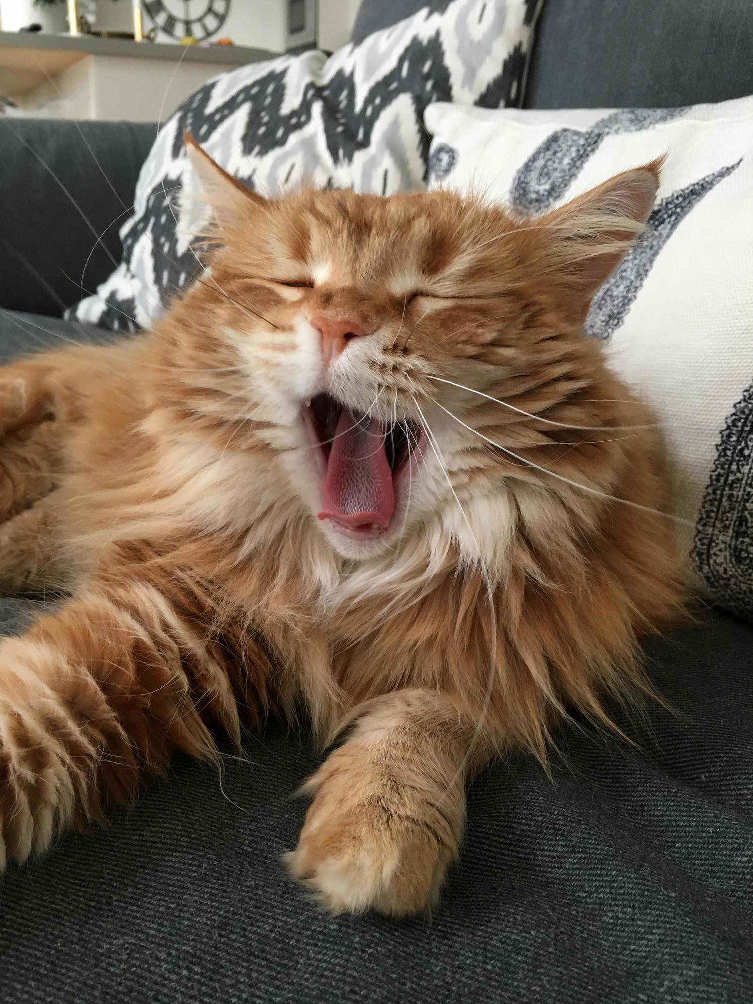 They Dont Like It When I Disturb Their Peace to Photograph Them When They Are Yawning