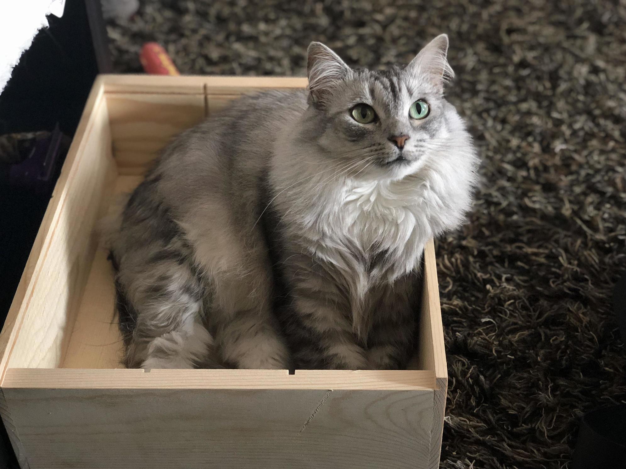 They Were Throwing This Wine Box Away at Work. I Grabbed It Knowing Someone Would Love It.