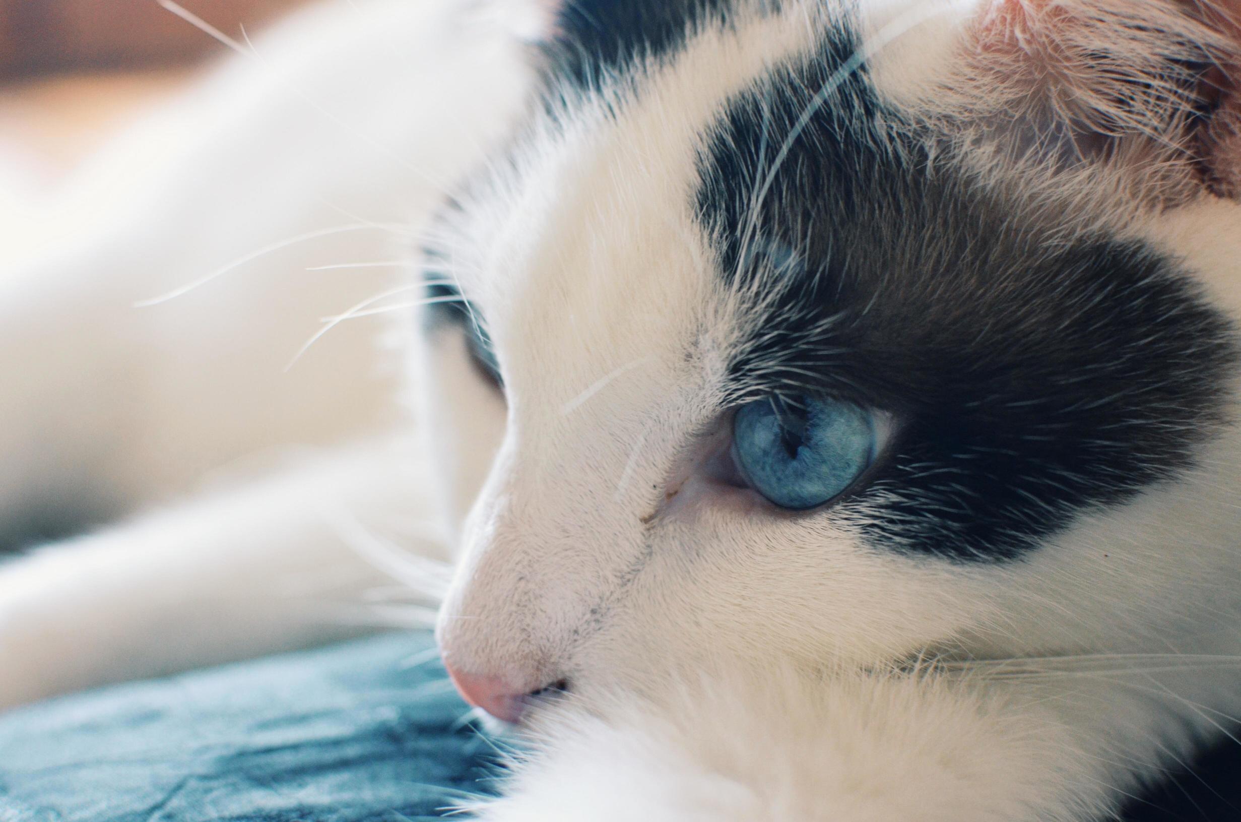 This Blue-eyed Babe
