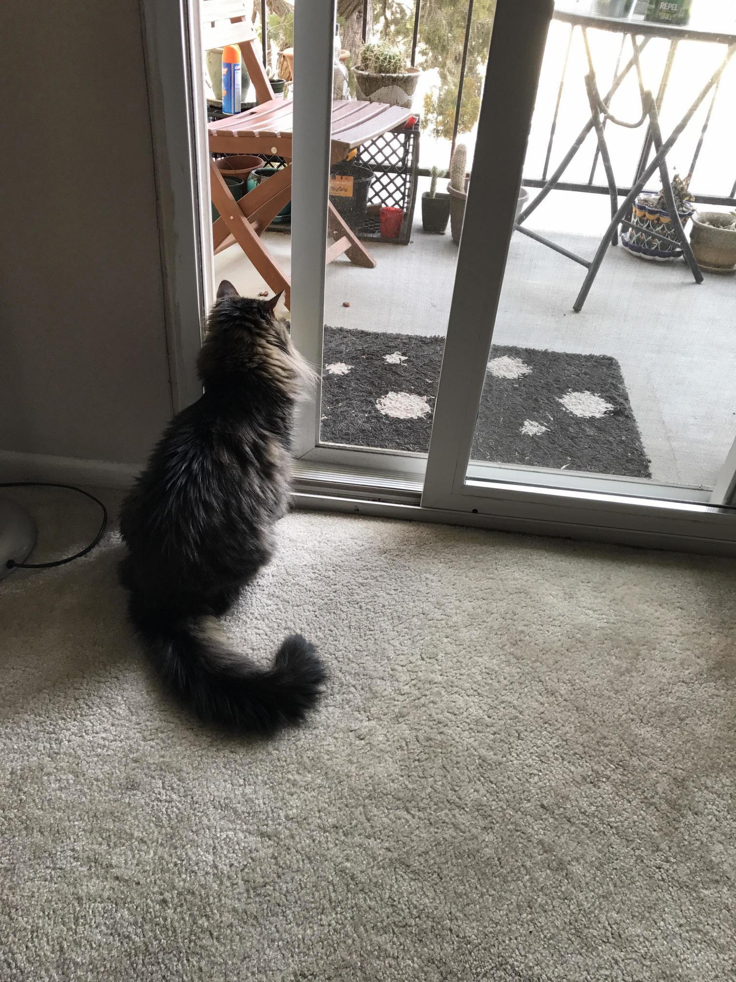 This Brave Housecat Is Poking Her Nose Out Into the Outside.