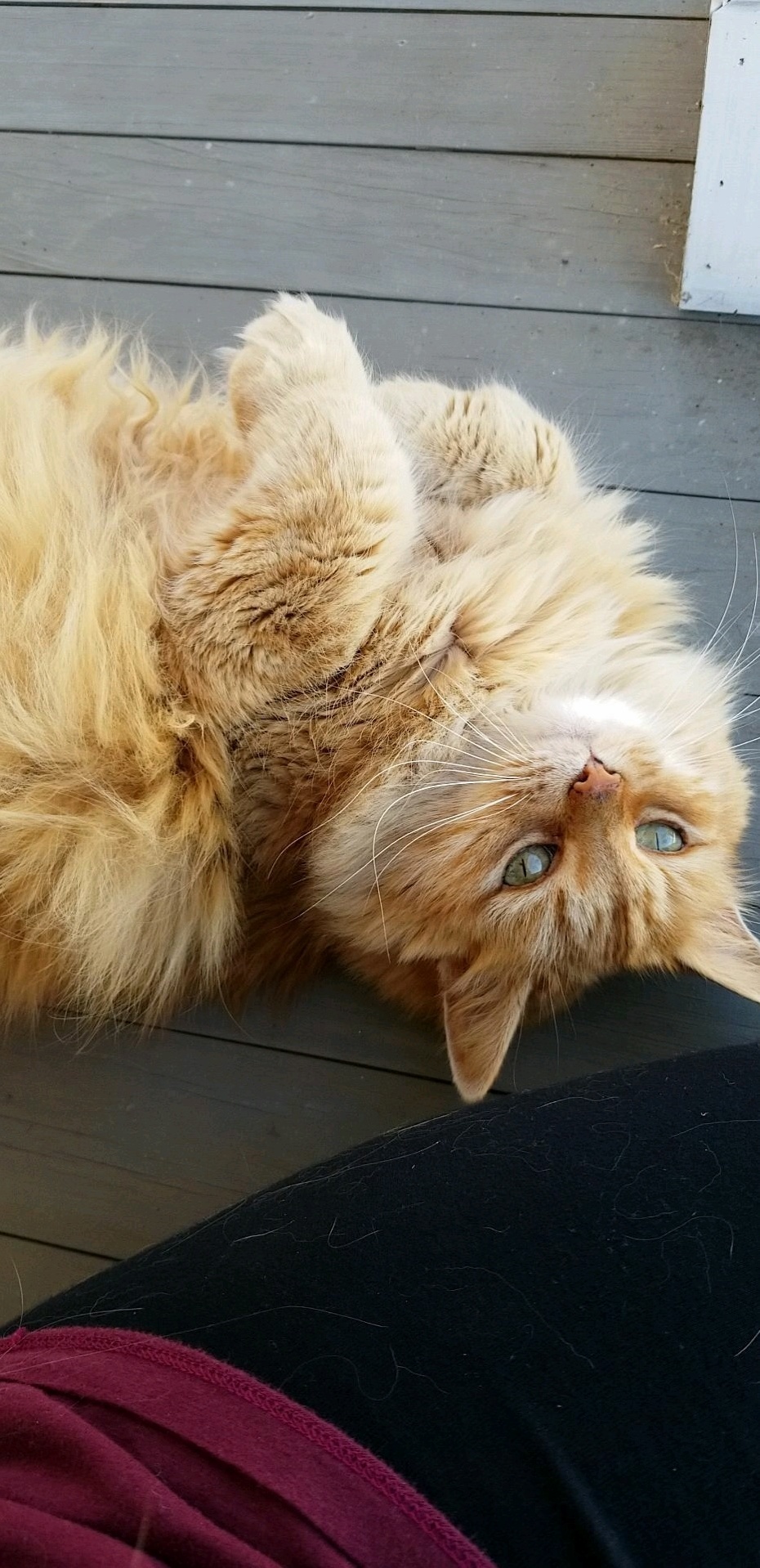 This Cat Pumpkin Lives on a Pumpkin Farm