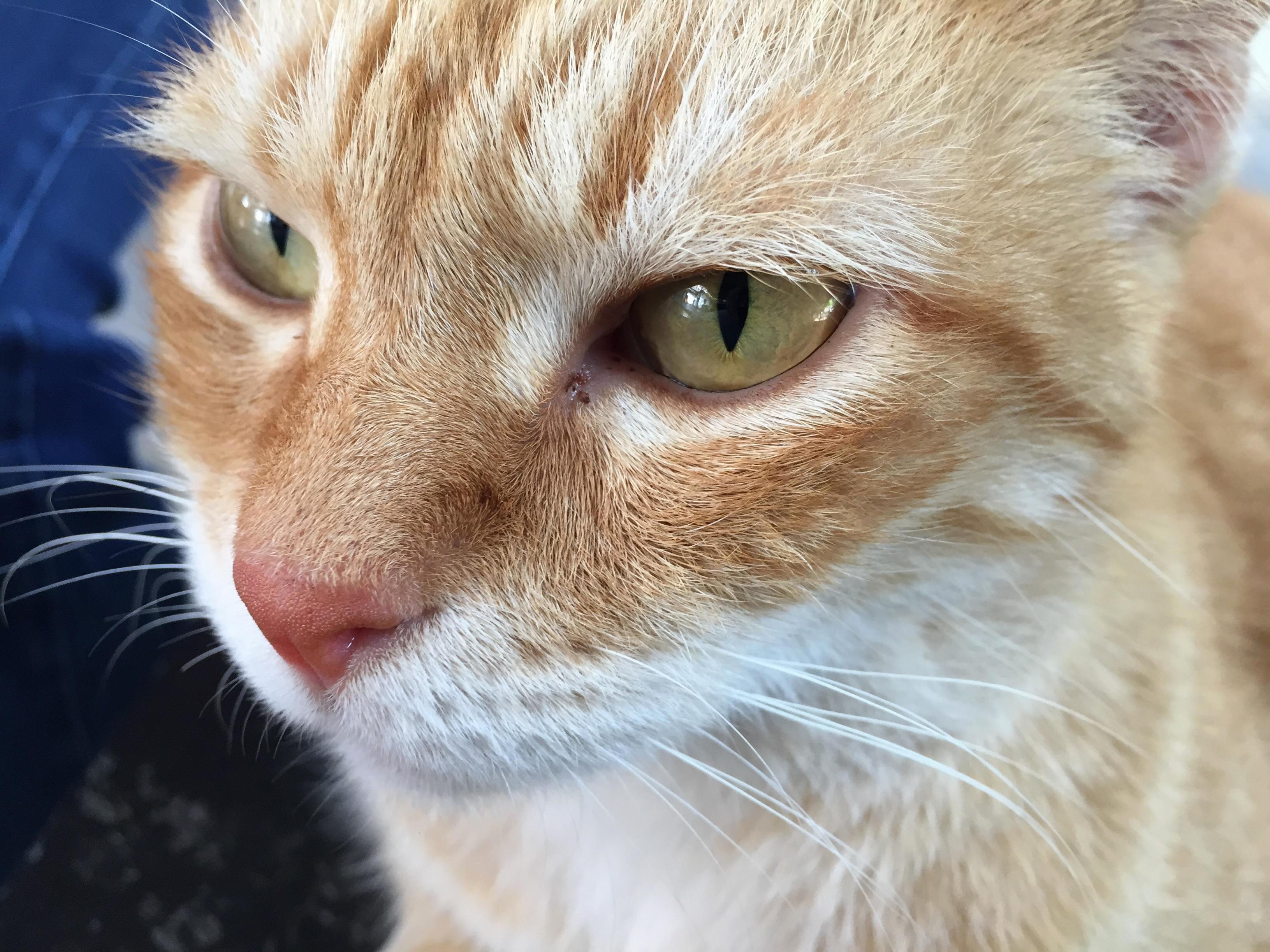This Handsome Tabby I Met at the Animal Hospital. Thats His Home.