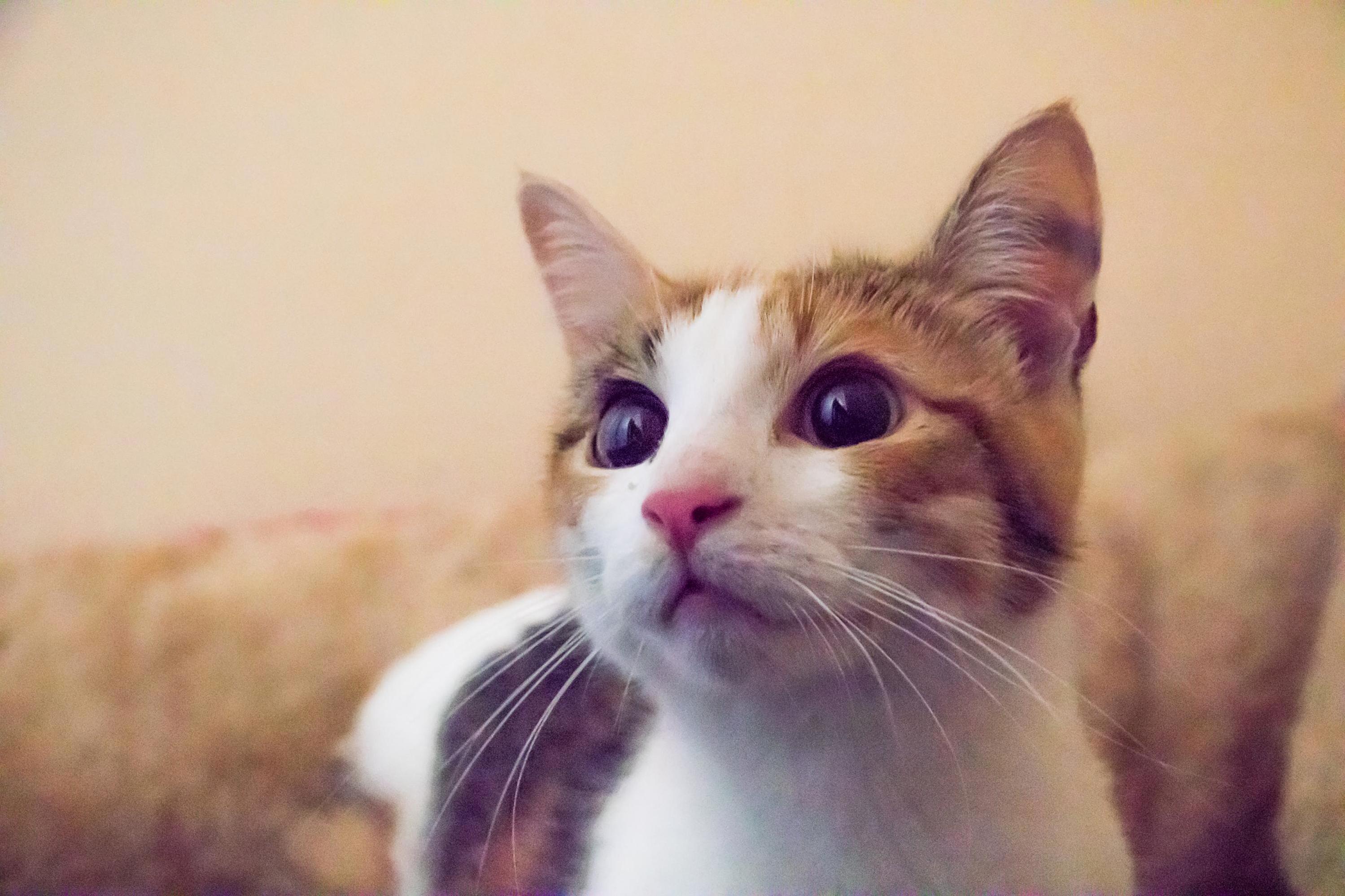 This Is Cables After Her Visit to the Vet.