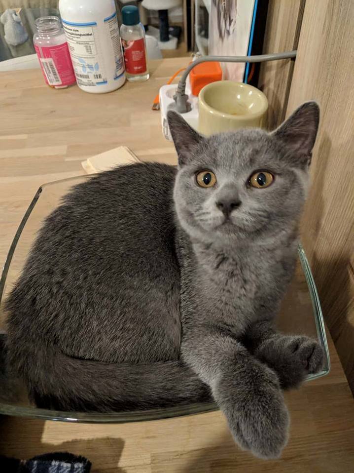 This Is Cookie, He Likes Salad Bowls