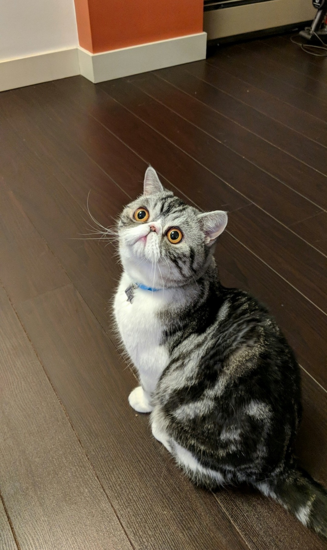 This Is Cubbie, and His Dinner Face.