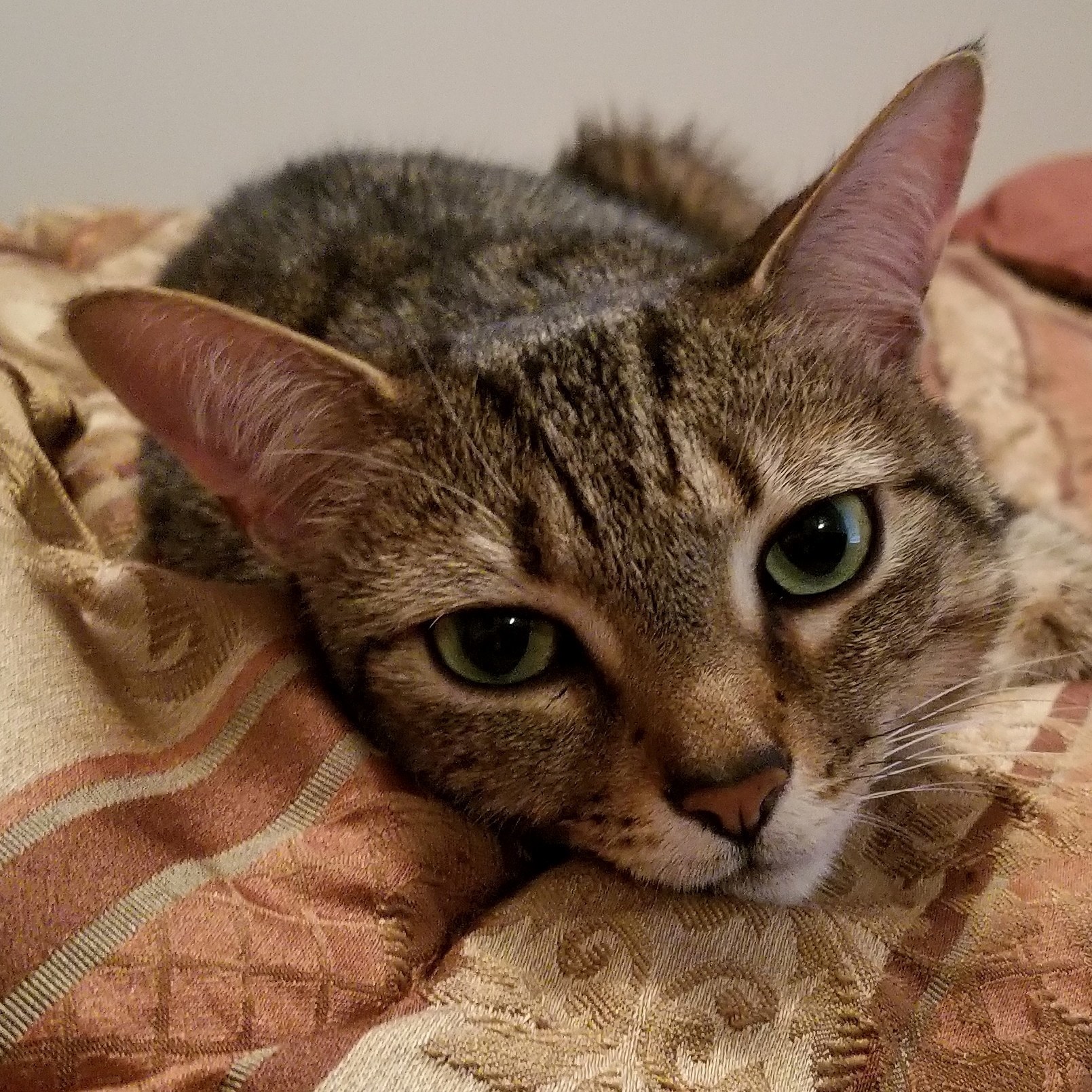 This Is Gabby.