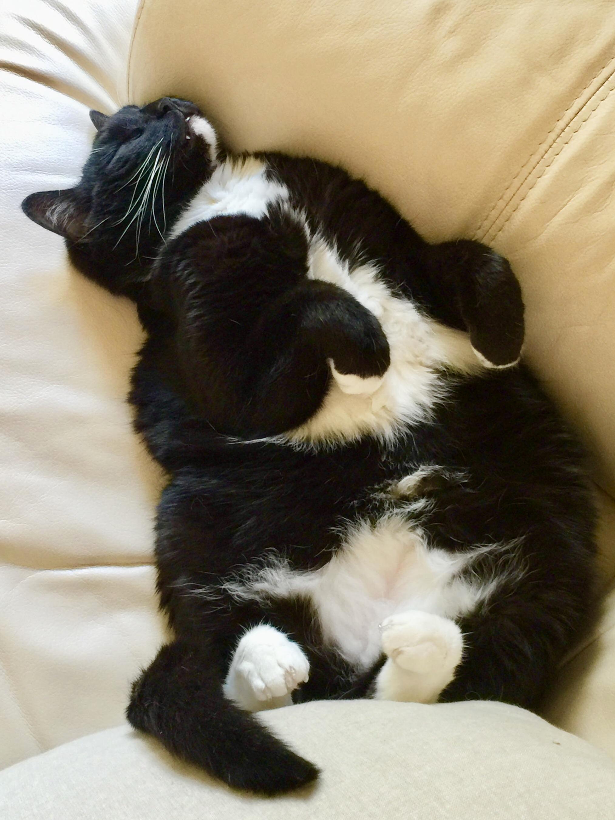 This Is Louie, My Little Rotund Catting. Hes Chosen Me to Be His Person and He Makes My Life Happy )