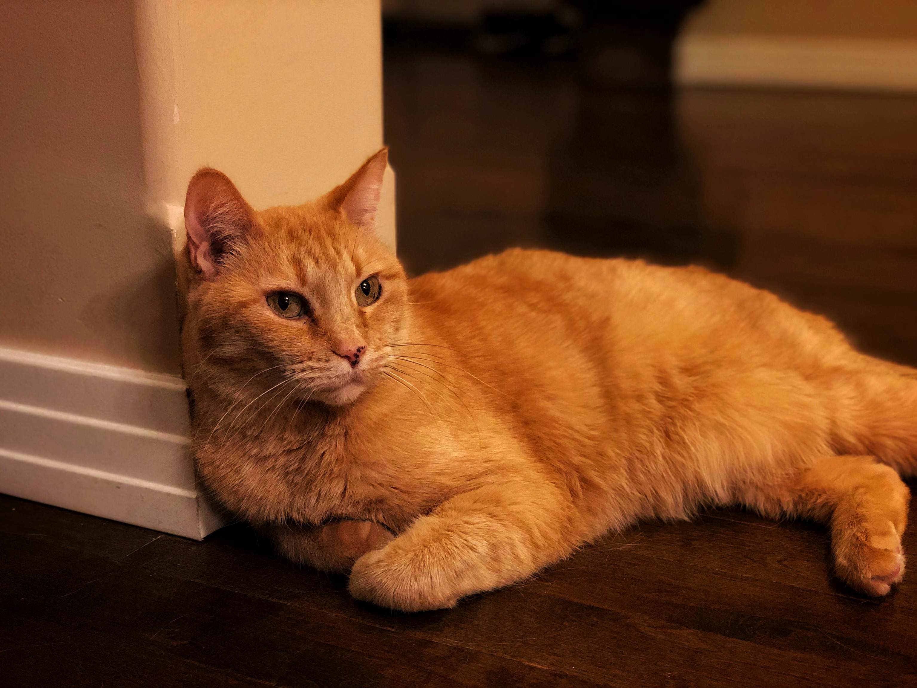 This Is Minou on New Years. She Didnt Really Care About the Countdown