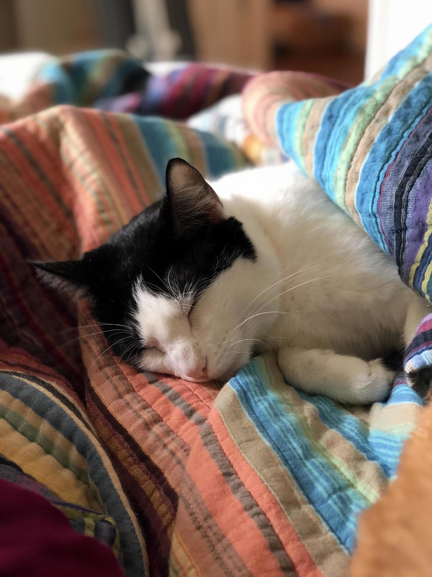 This Is Ms. Moo. Shes Not Always This Chill... )