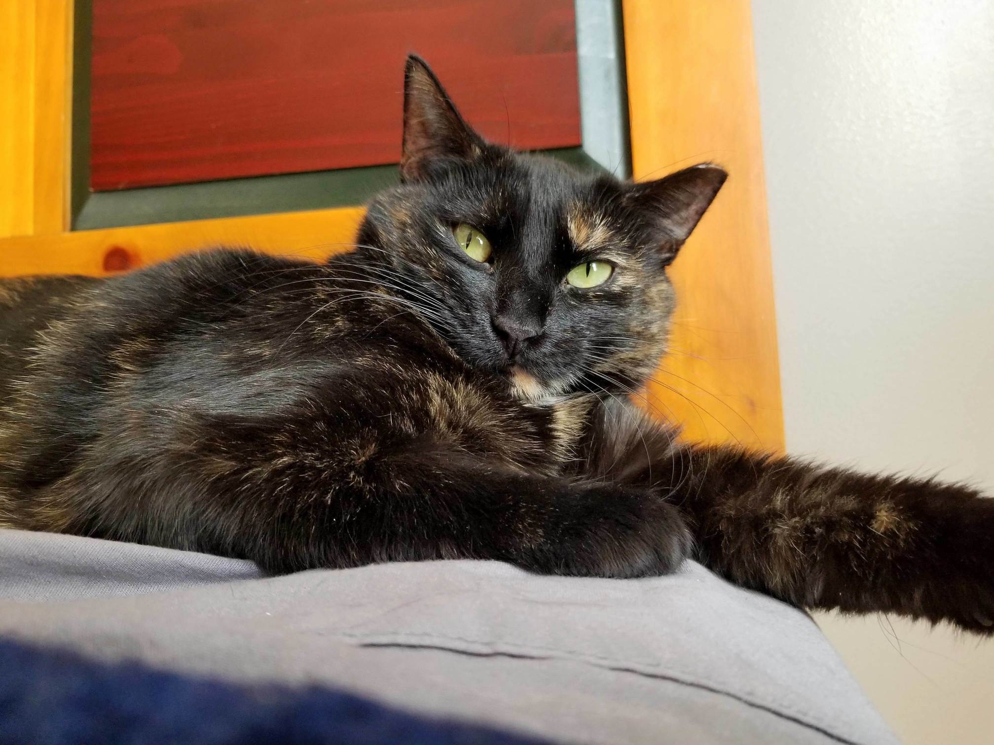 This Is My Brothers Cat, Savage.