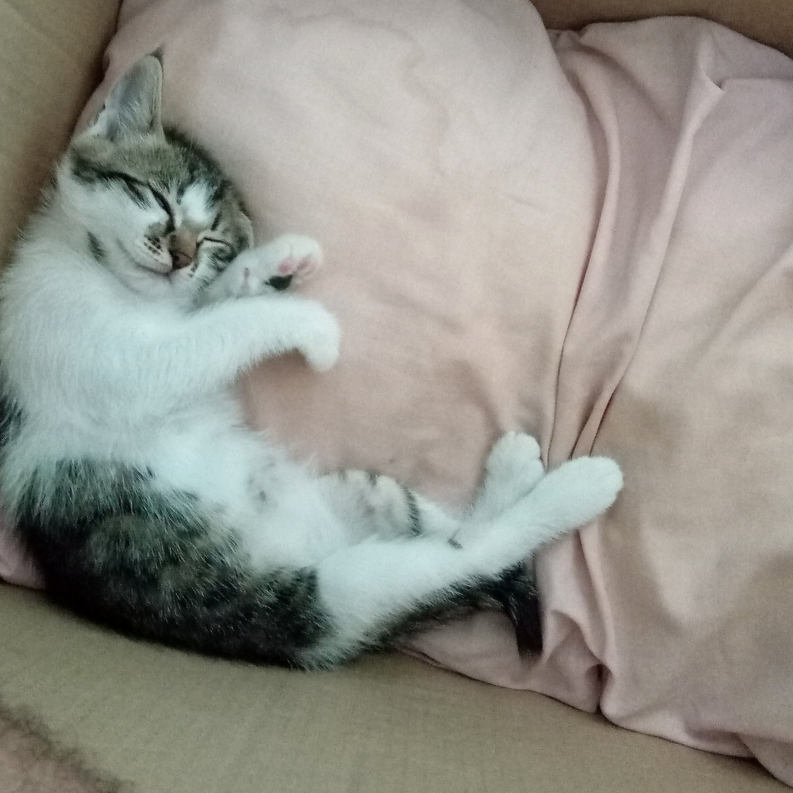 This Is My Cat Petrushka and How She Sleeps