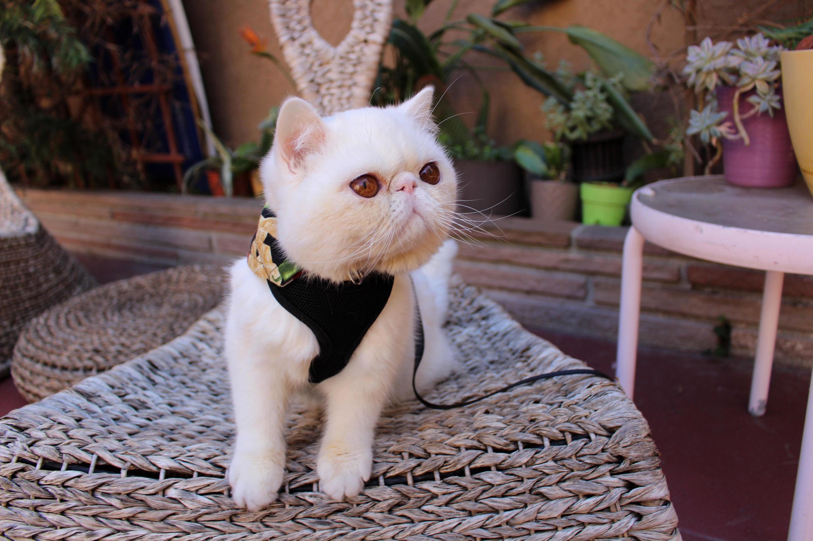 This Is My Cat Ringo. Here He Is Enjoying a Hangout on the Patio!