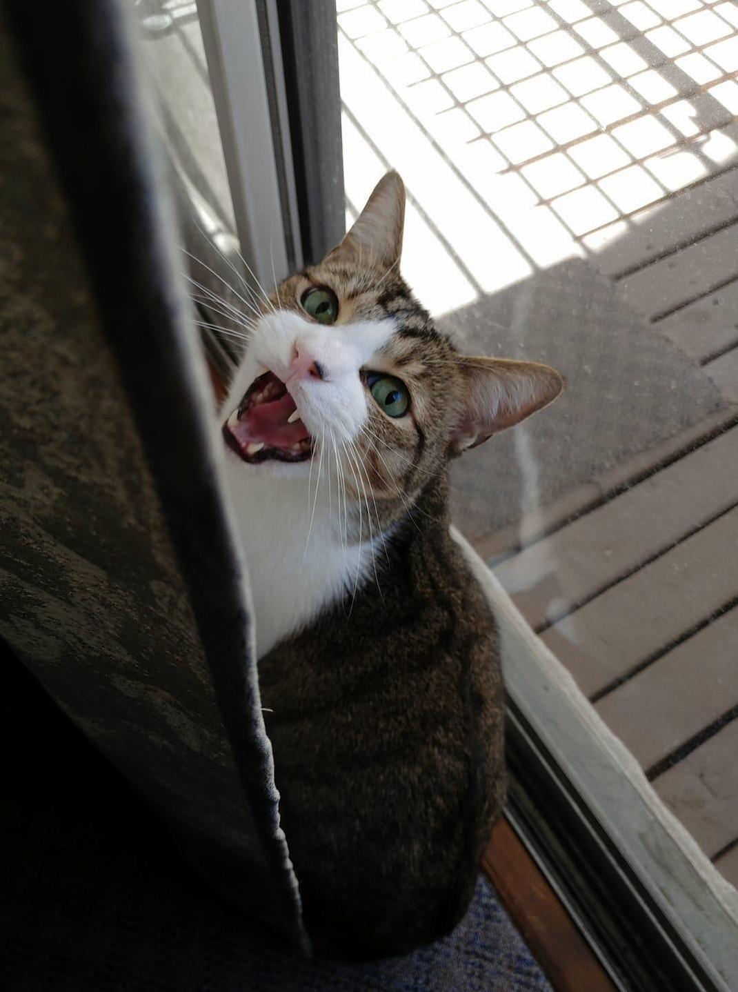 This Is My Friends Cat Finn, Who Wasnt Ready for His Picture to Be Taken.