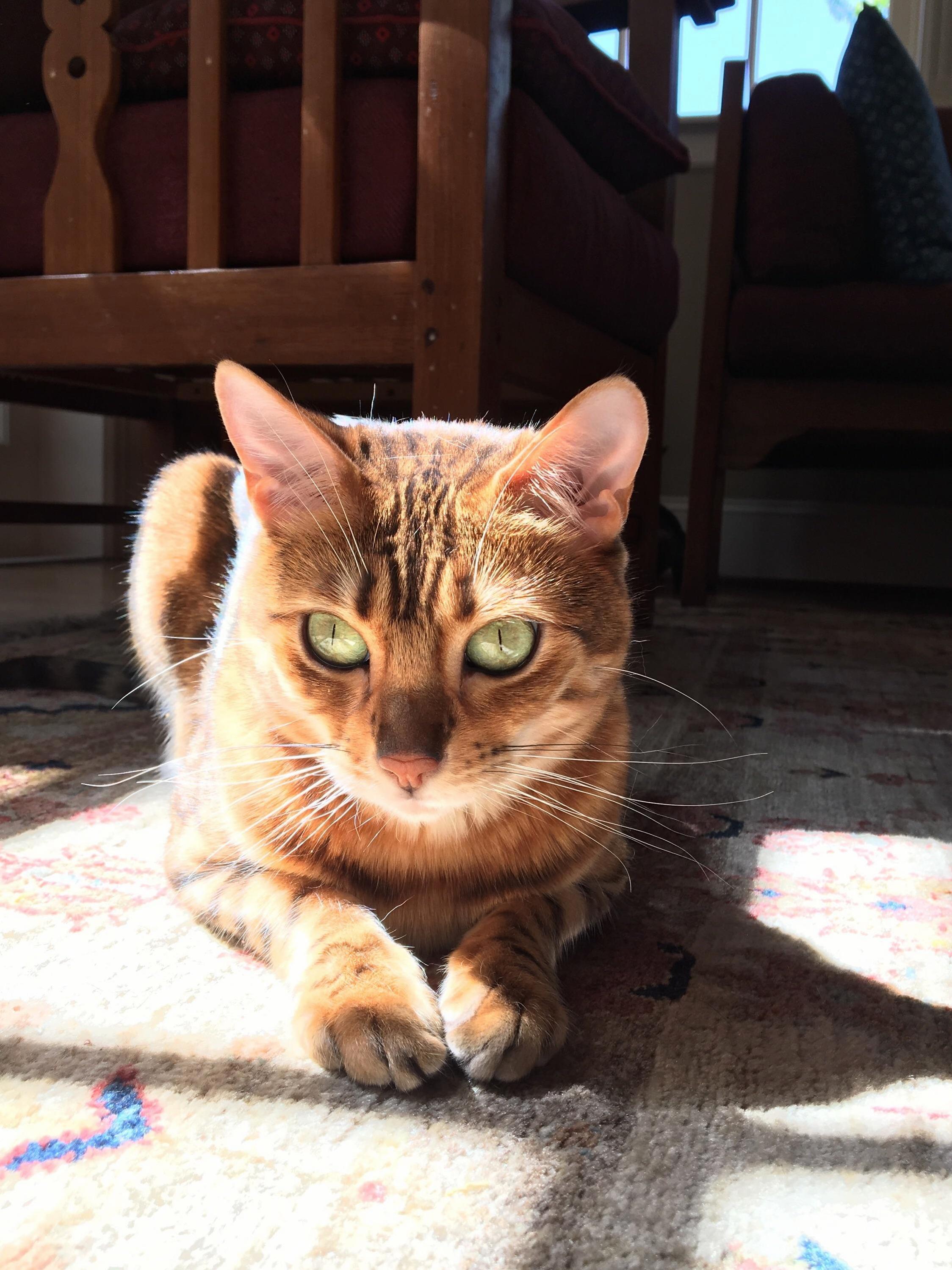 This Is Nala the Bengal.