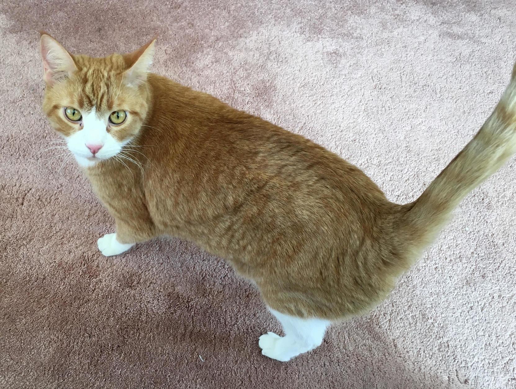 This Is Otis. Im Cat Sitting Him While His Dad Is in New Zealand. Hes So Sweet!