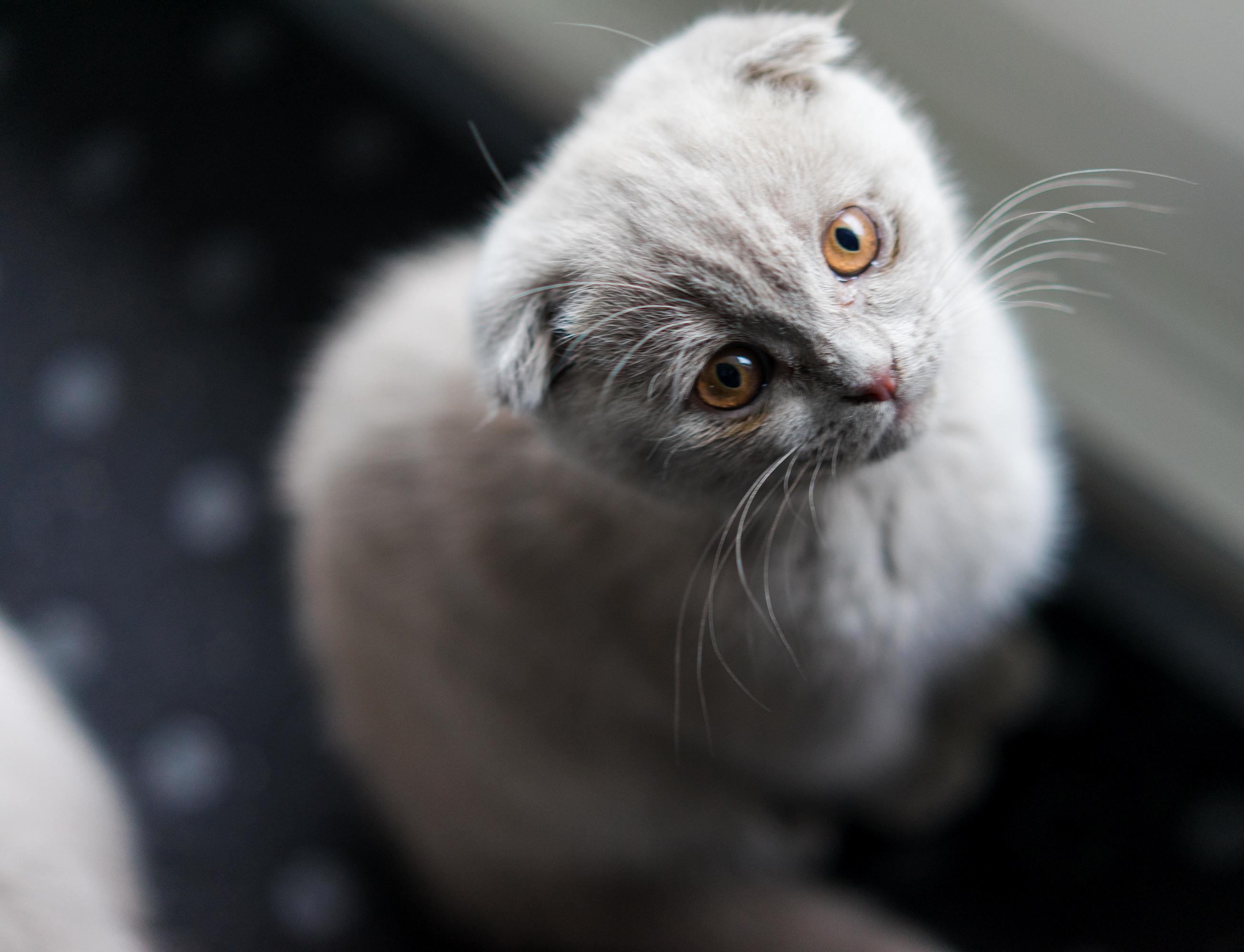 This Is Snow, 13 Weeks Old Scottish Fold