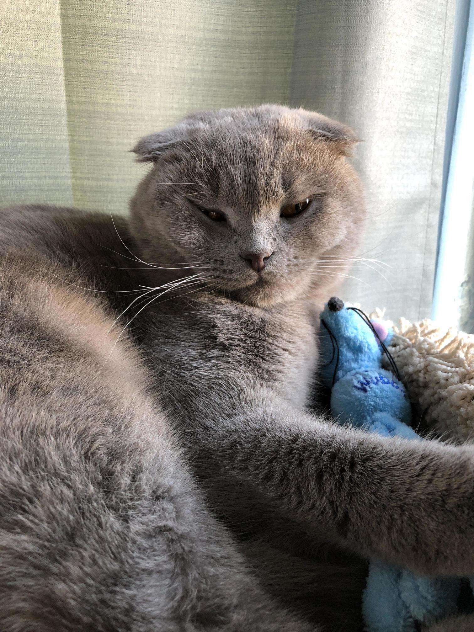 This Is Tubbs and His Favorite Toy