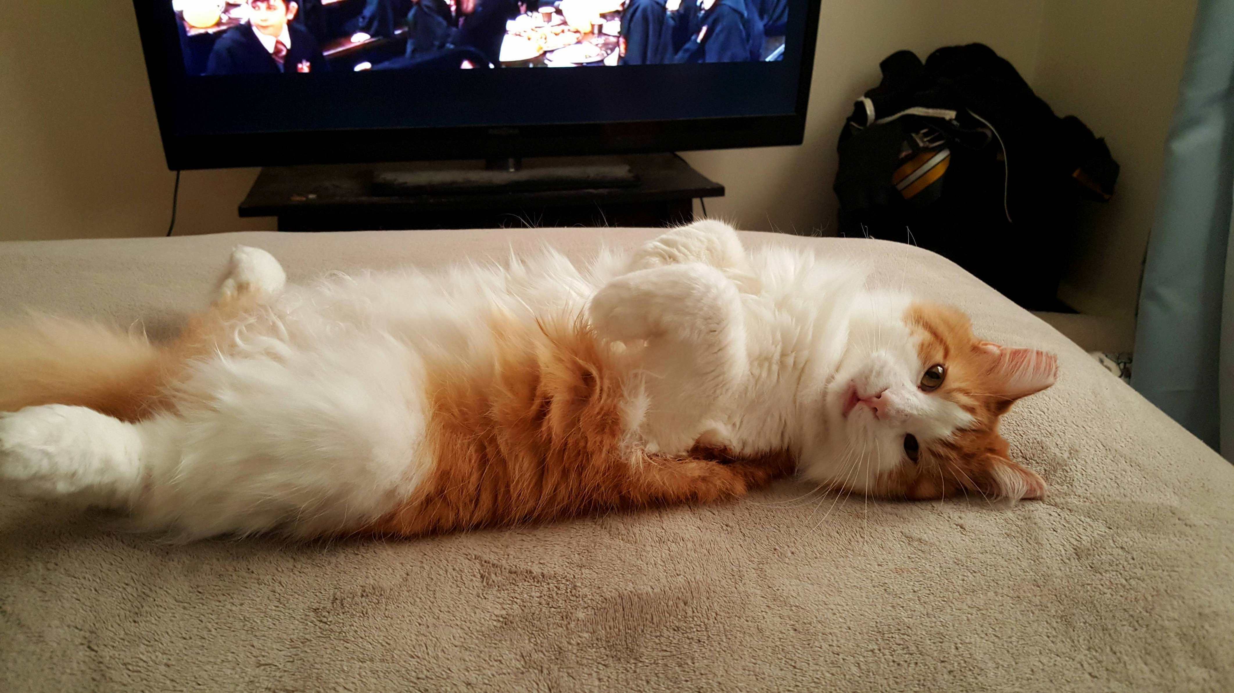 This Little Snuggle Monster Had to Go to the Vet for Blockage but Hes Fine Now!