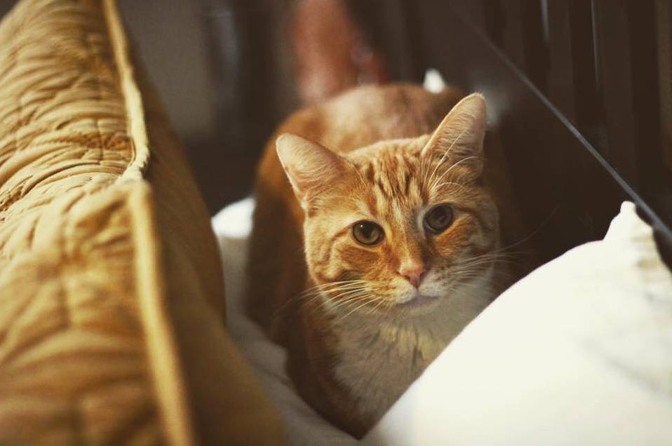 Tigger Always Sleeps on My Pillow