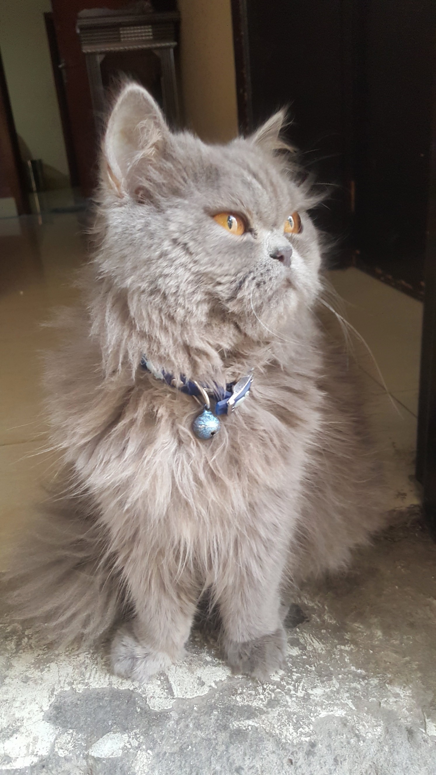 Til That My Cat Is Actually a Female. Shes One Year Old Today.