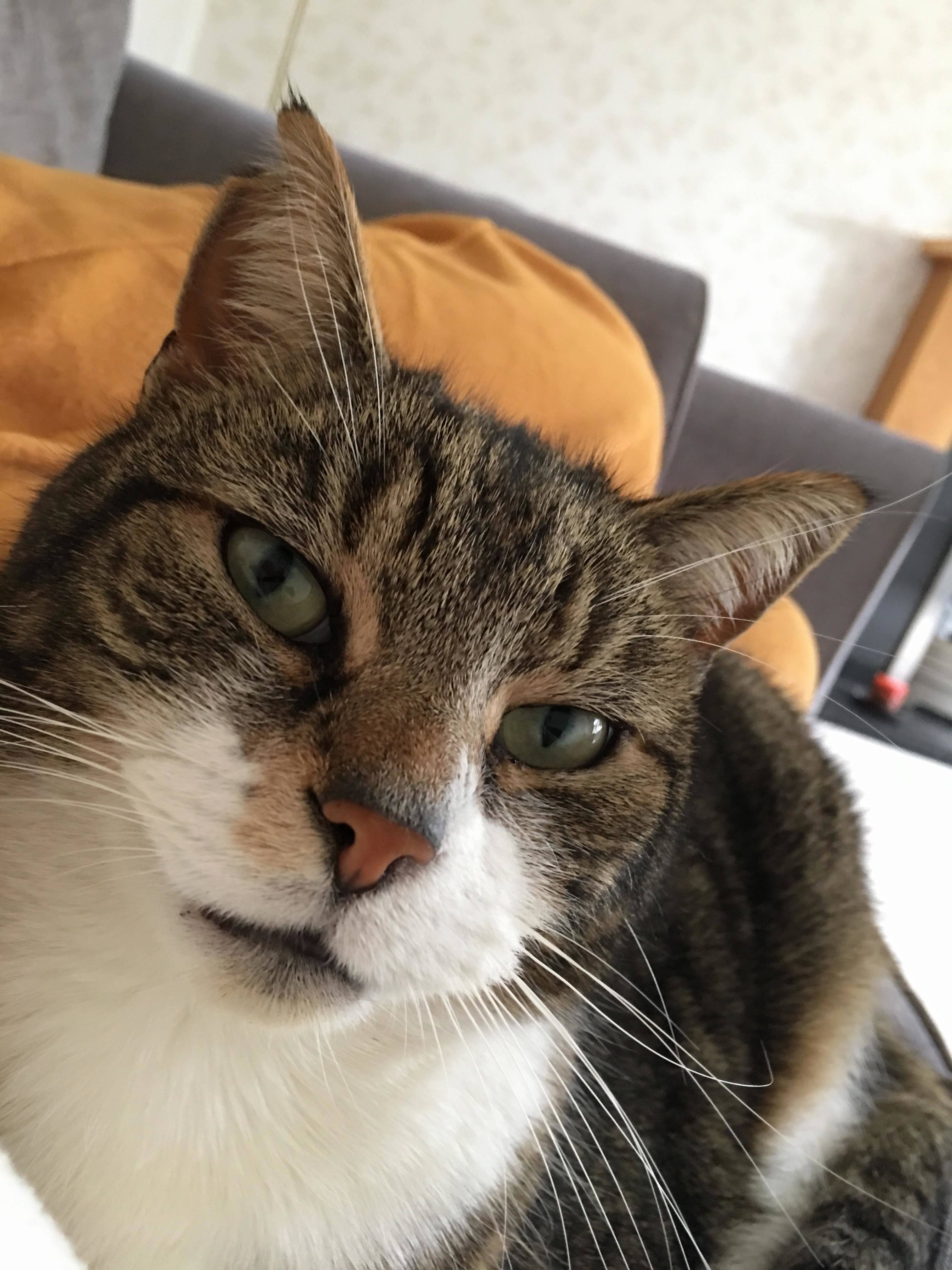 Timmy the Cat