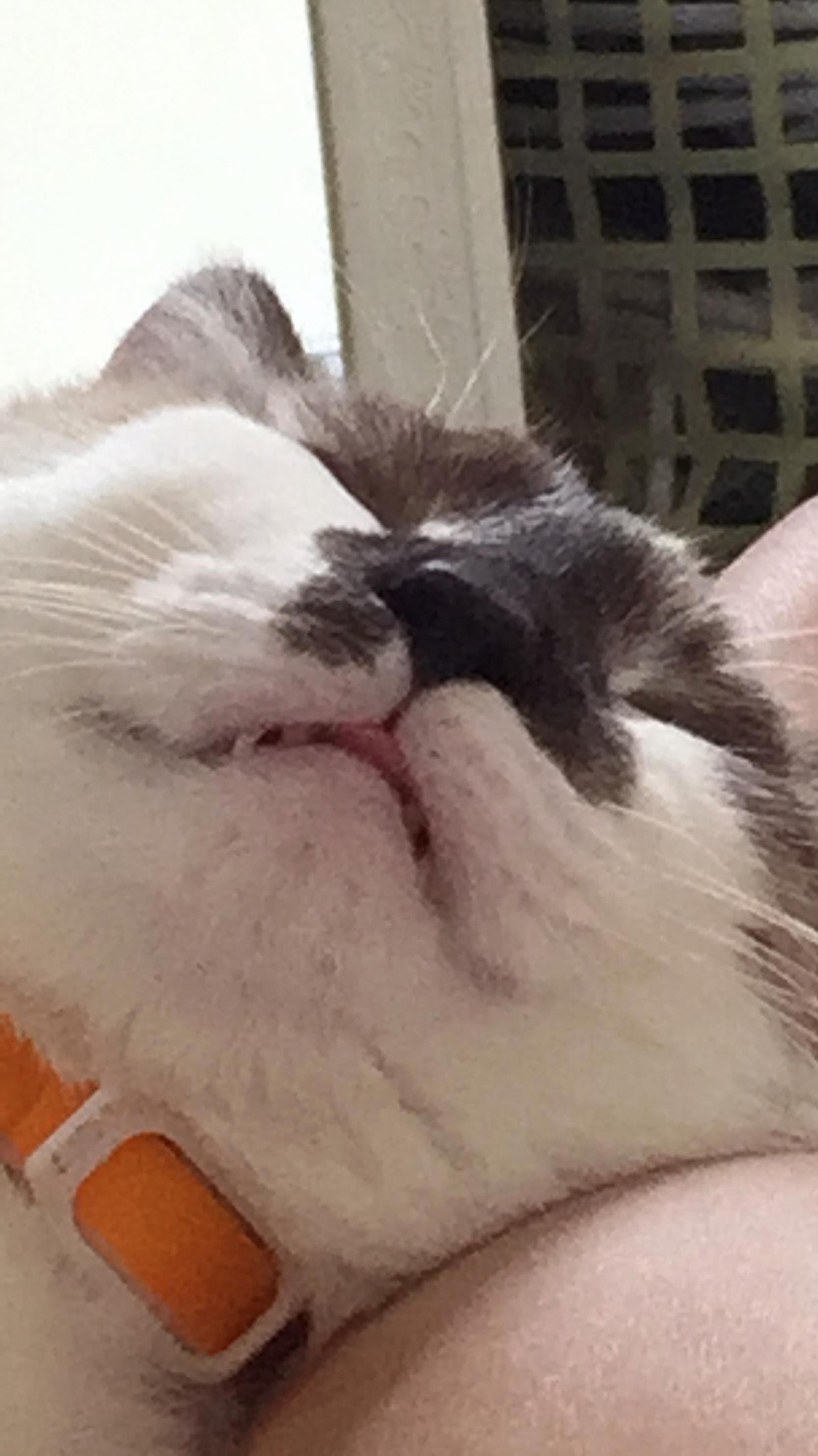 Tiny Blep