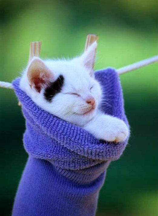 Tiny Kittens Wearing Baby Socks