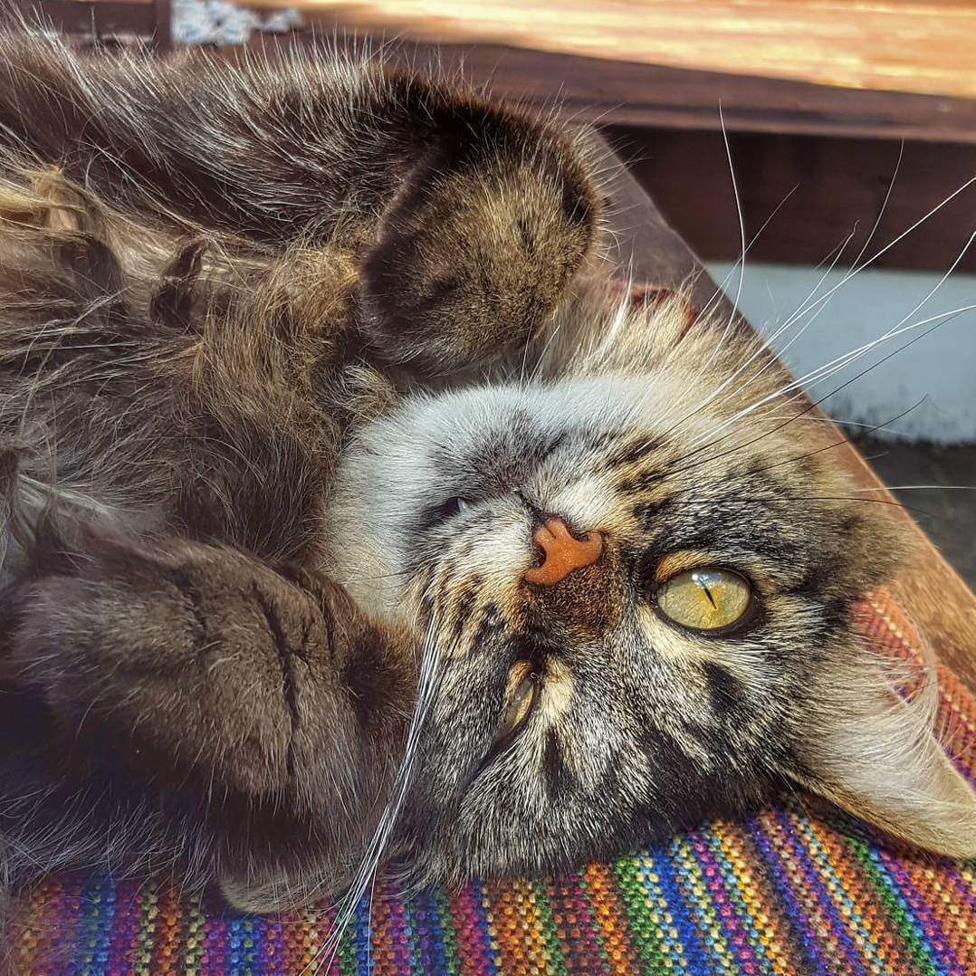 Tonks What You Doing