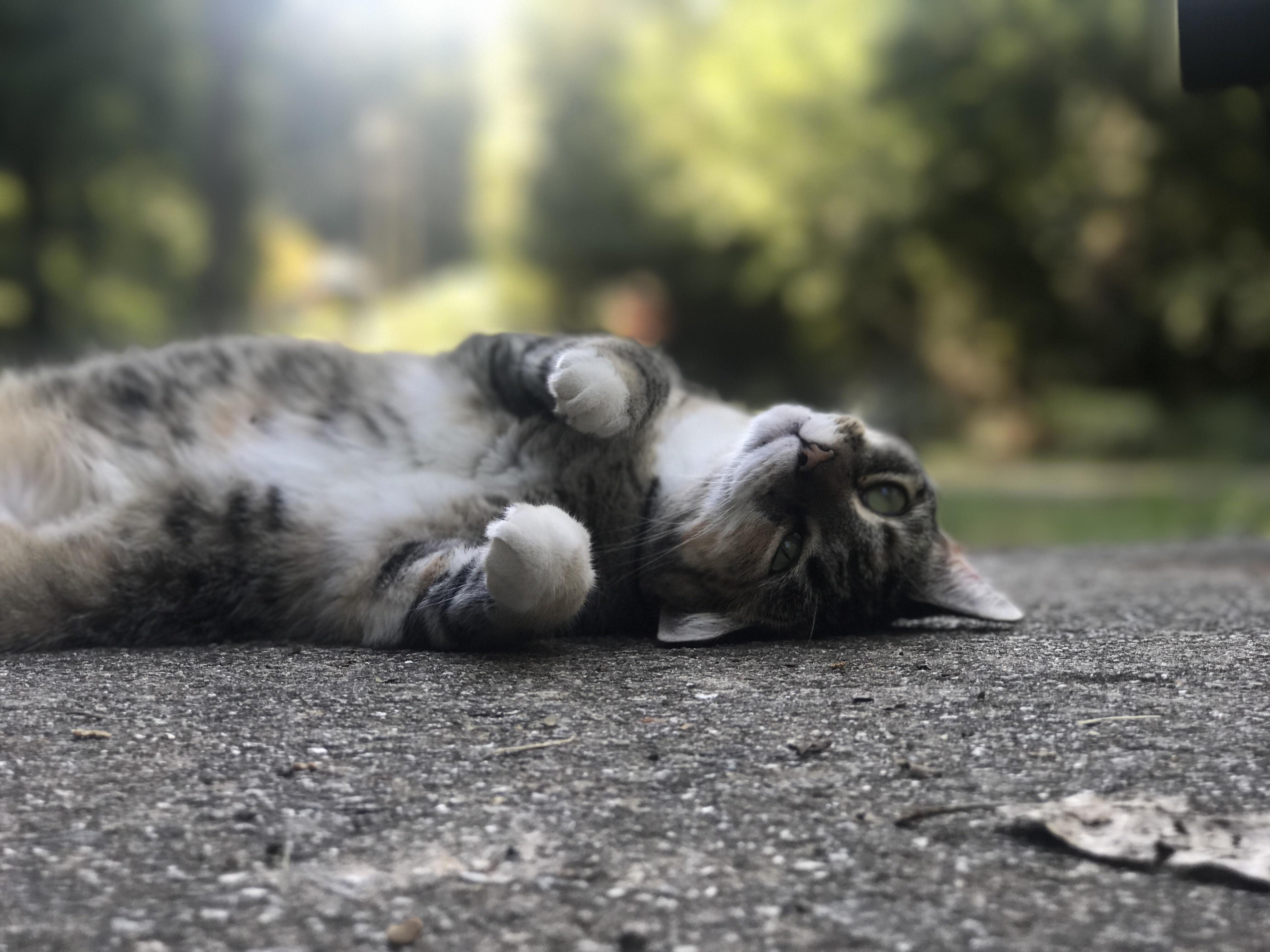 Took This Picture of My Cat Spoopy a Few Months Ago. Absolutely in Love