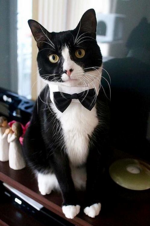 Tuxedo Cat